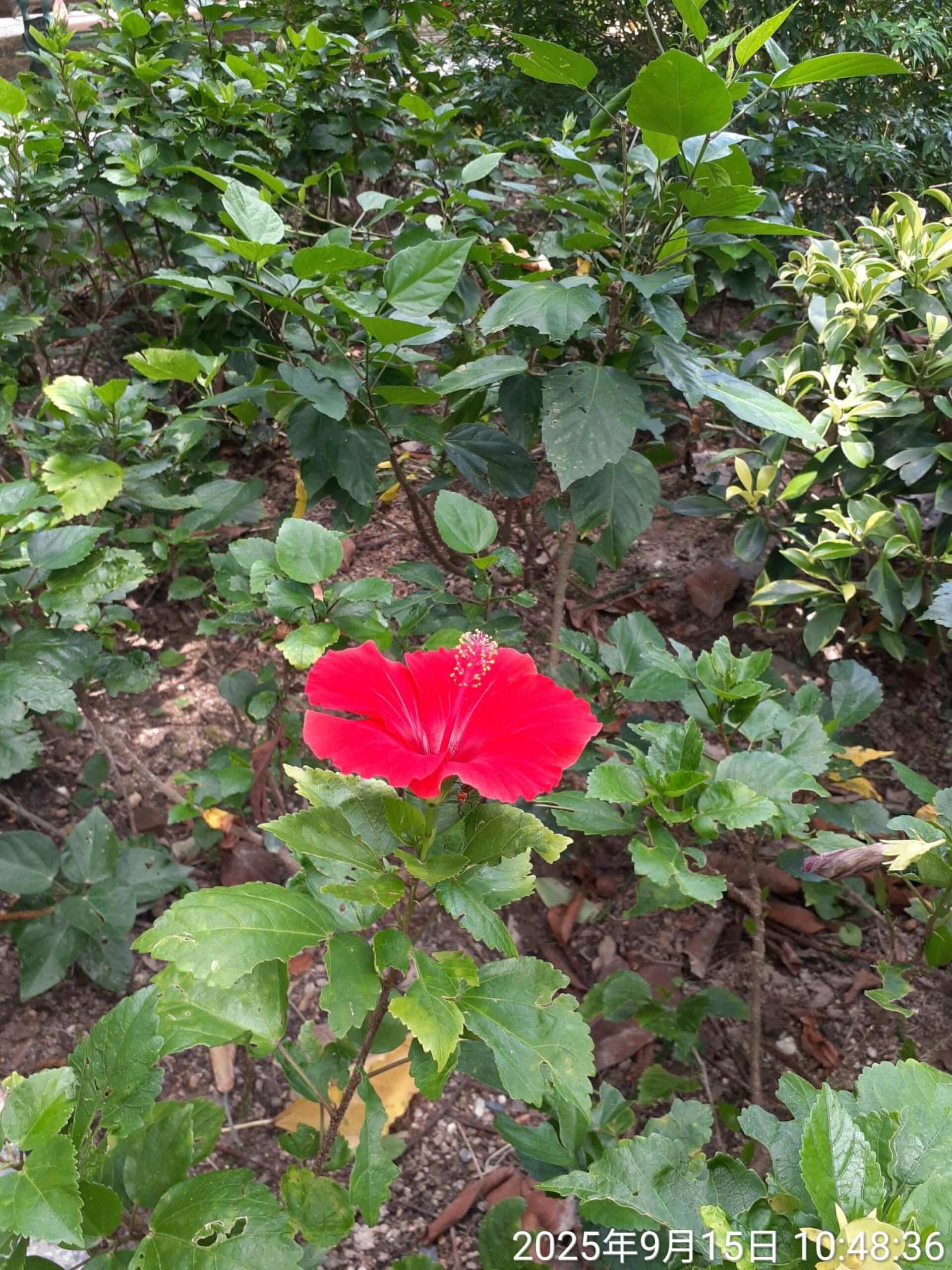 https://www.fa.gov.hk/朱槿(扶桑、大紅花)