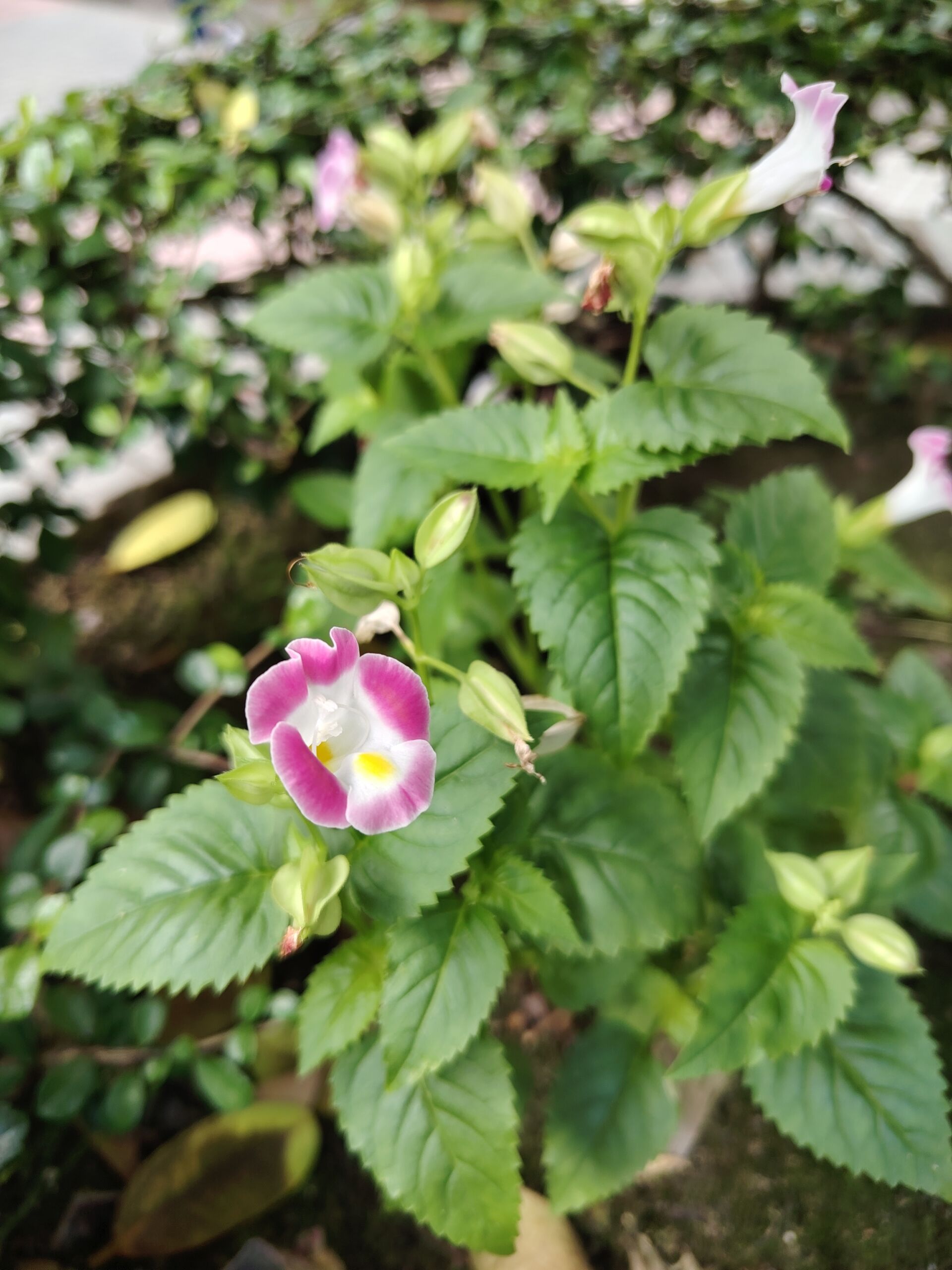 https://www.fa.gov.hk/夏堇(紅豬耳)