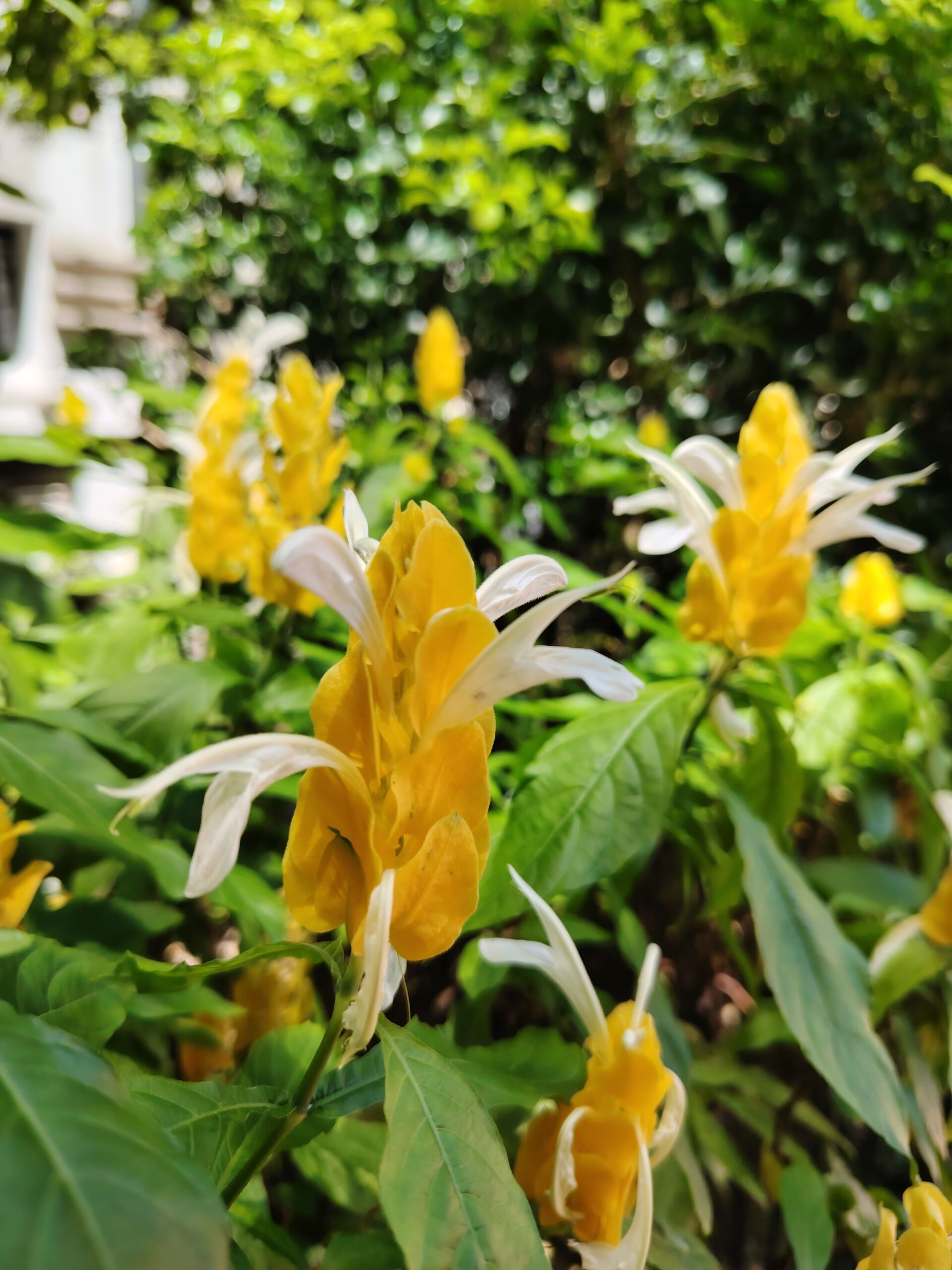 https://www.fa.gov.hk/金苞花(黃鴨咀花)