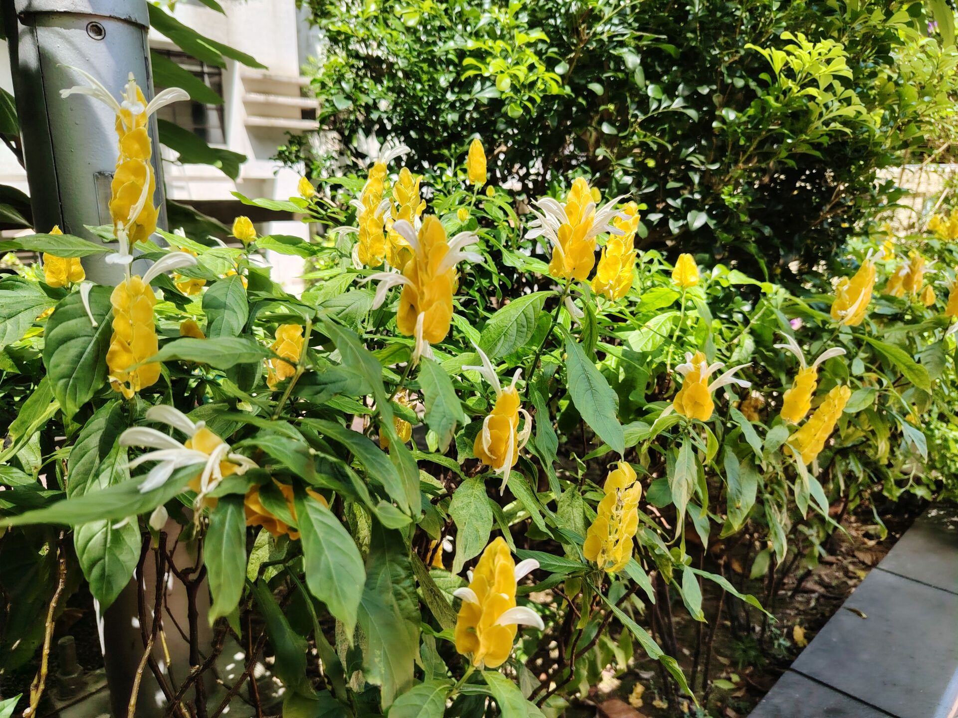 https://www.fa.gov.hk/金苞花(黃鴨咀花)