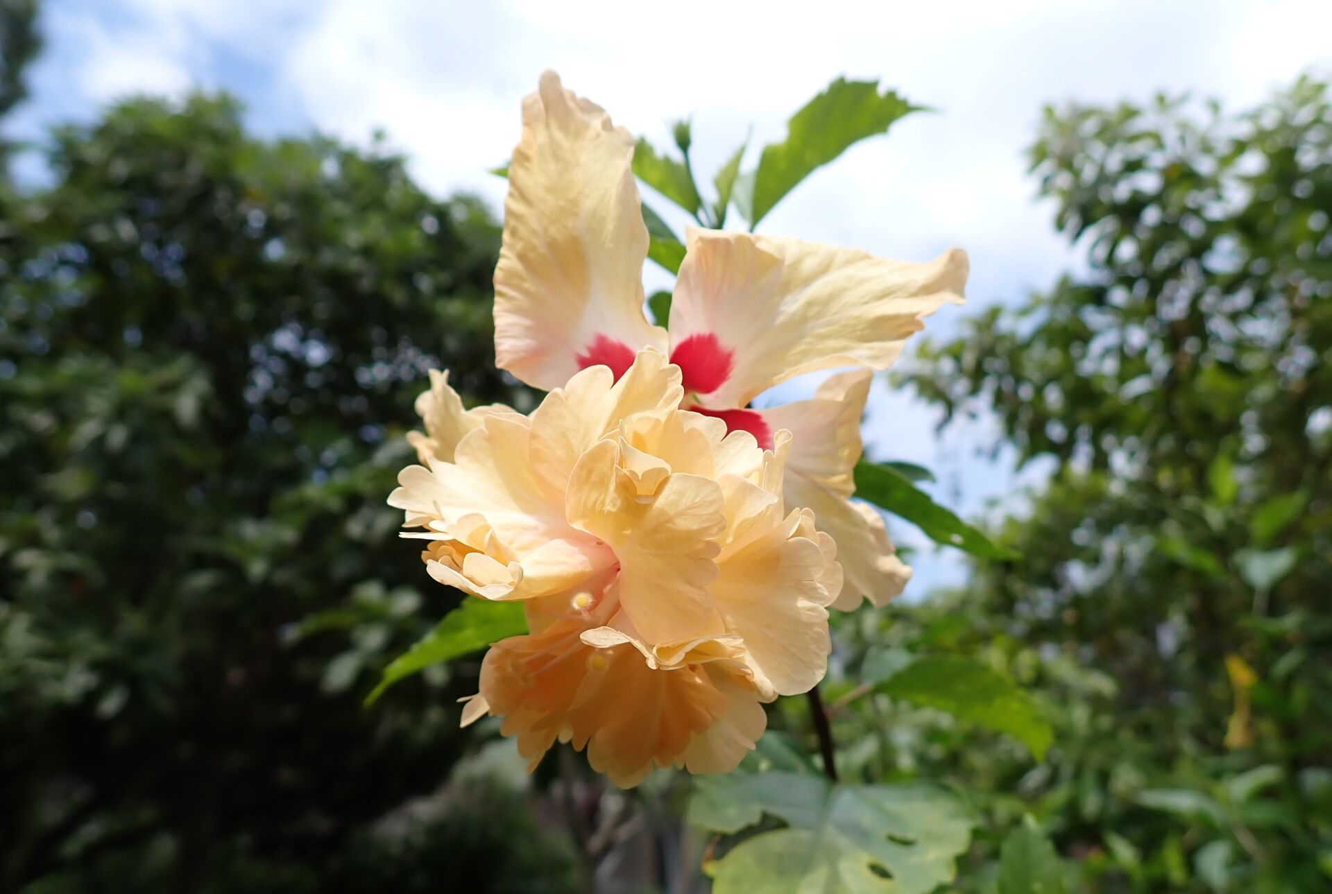 https://www.fa.gov.hk/朱槿(扶桑、大紅花)