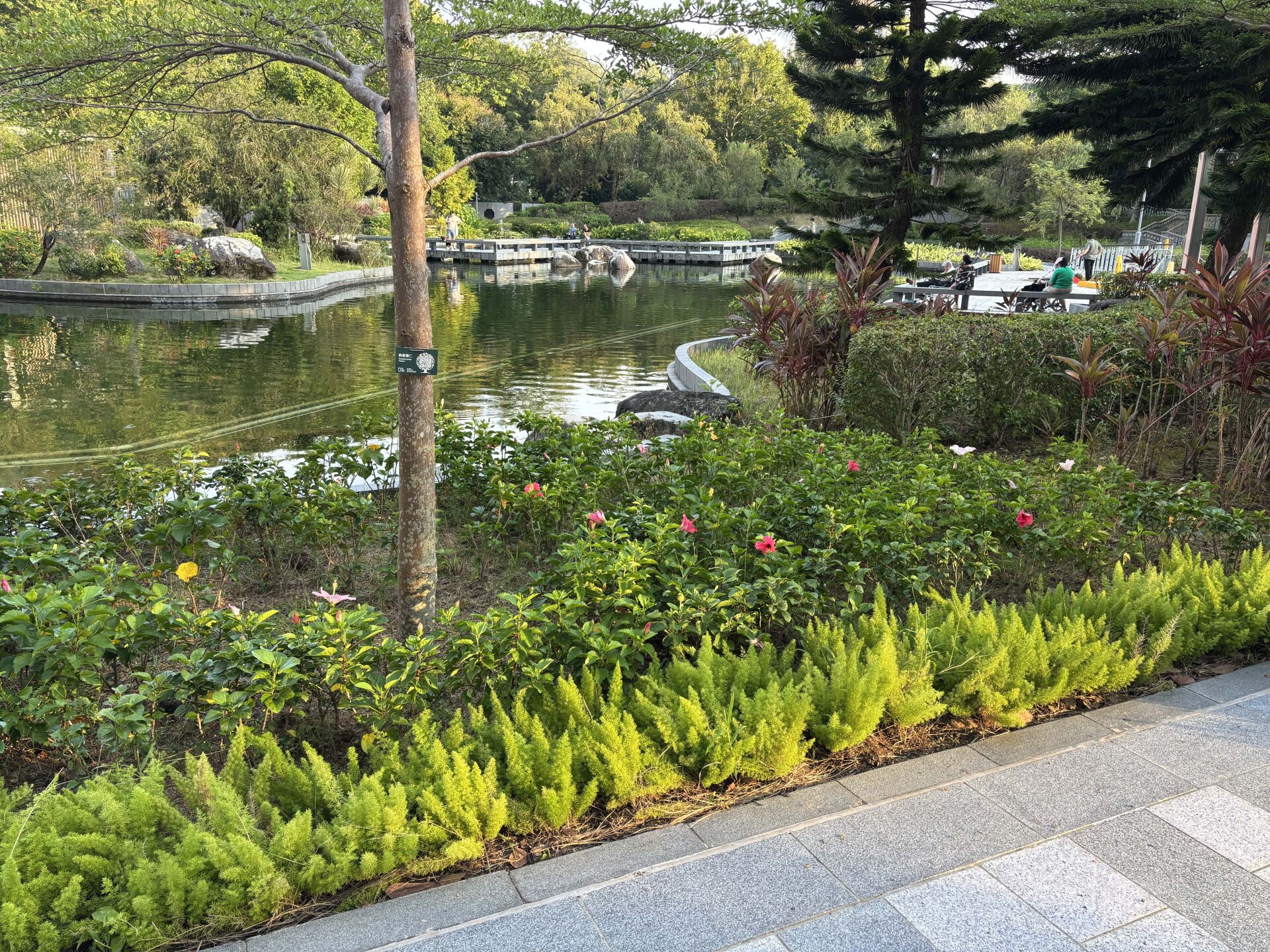 https://www.fa.gov.hk/朱槿(扶桑、大紅花)