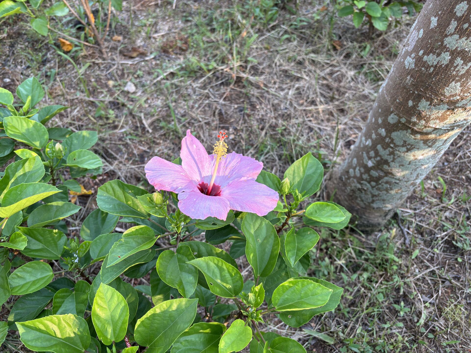 https://www.fa.gov.hk/朱槿(扶桑、大紅花)