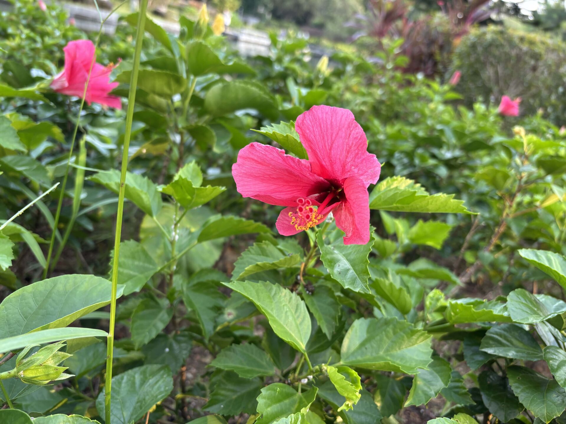 https://www.fa.gov.hk/朱槿(扶桑、大紅花)
