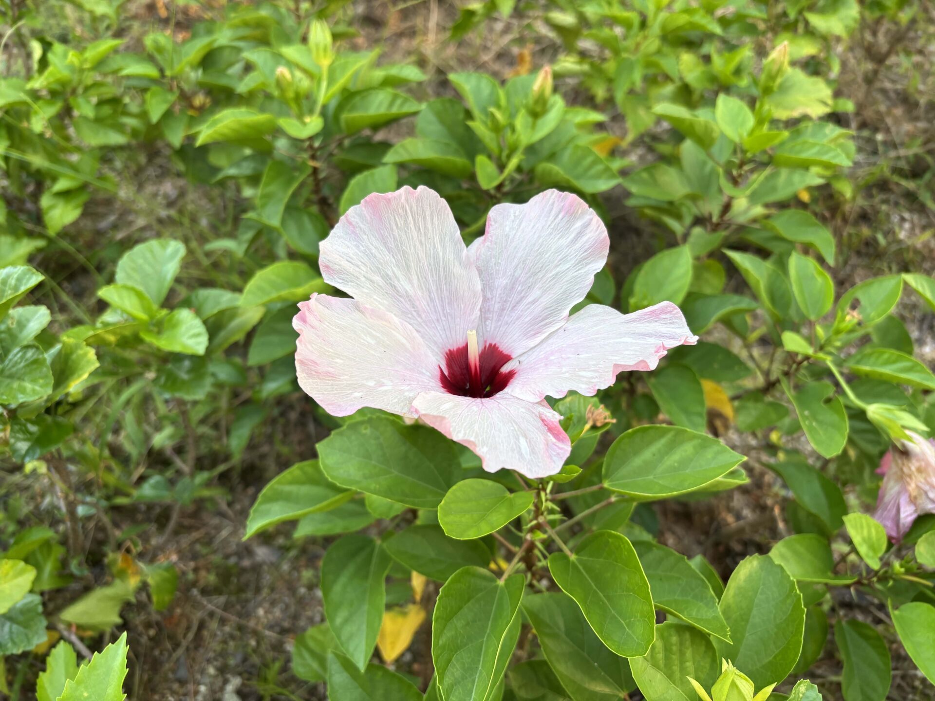 https://www.fa.gov.hk/朱槿(扶桑、大紅花)