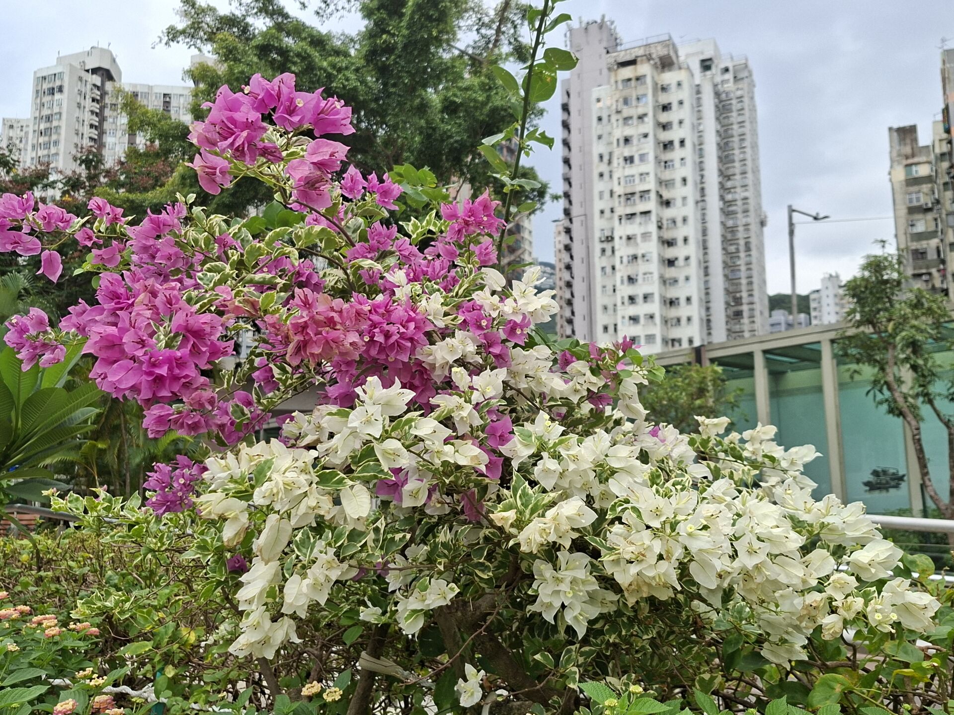 https://www.fa.gov.hk/葉子花 (簕杜鵑)
