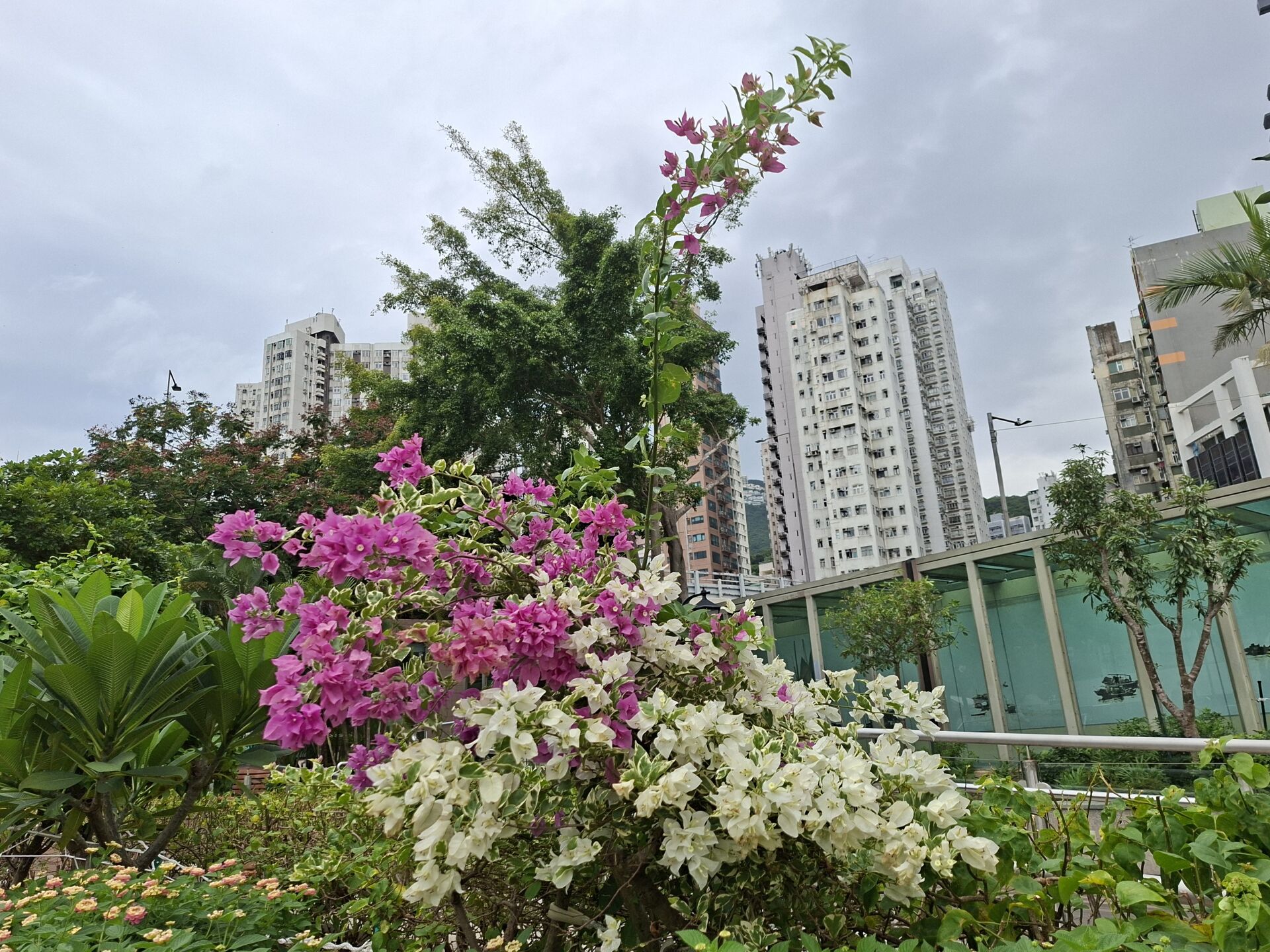 https://www.fa.gov.hk/葉子花 (簕杜鵑)