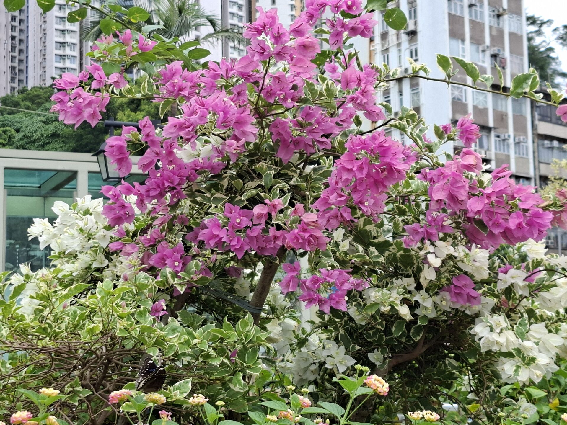 https://www.fa.gov.hk/葉子花 (簕杜鵑)