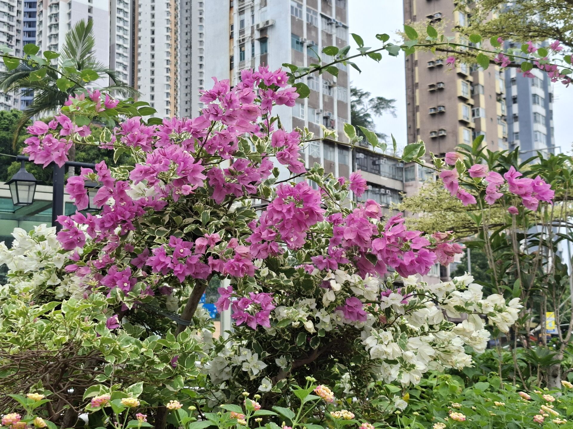 https://www.fa.gov.hk/葉子花 (簕杜鵑)