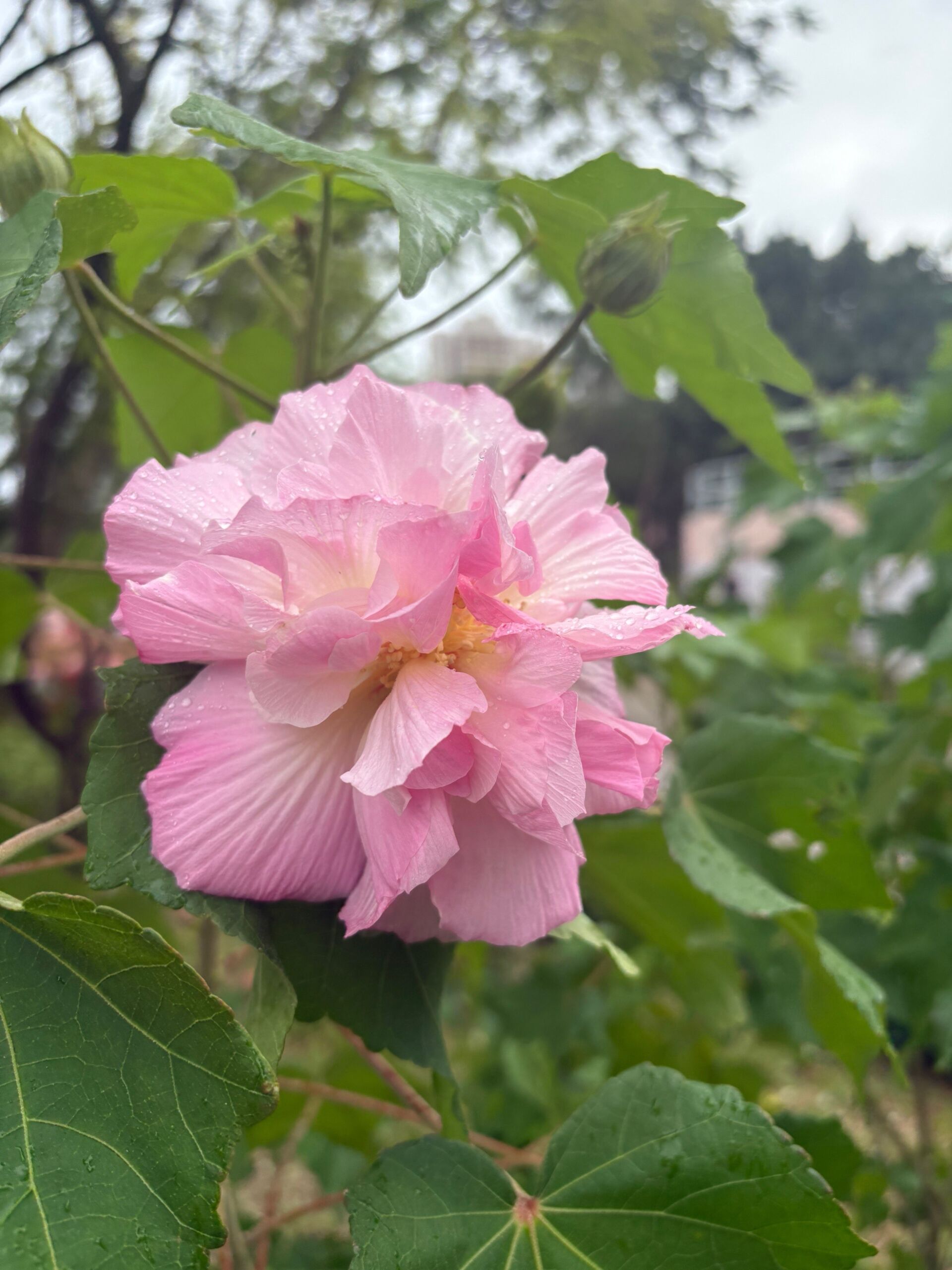 https://www.fa.gov.hk/木芙蓉