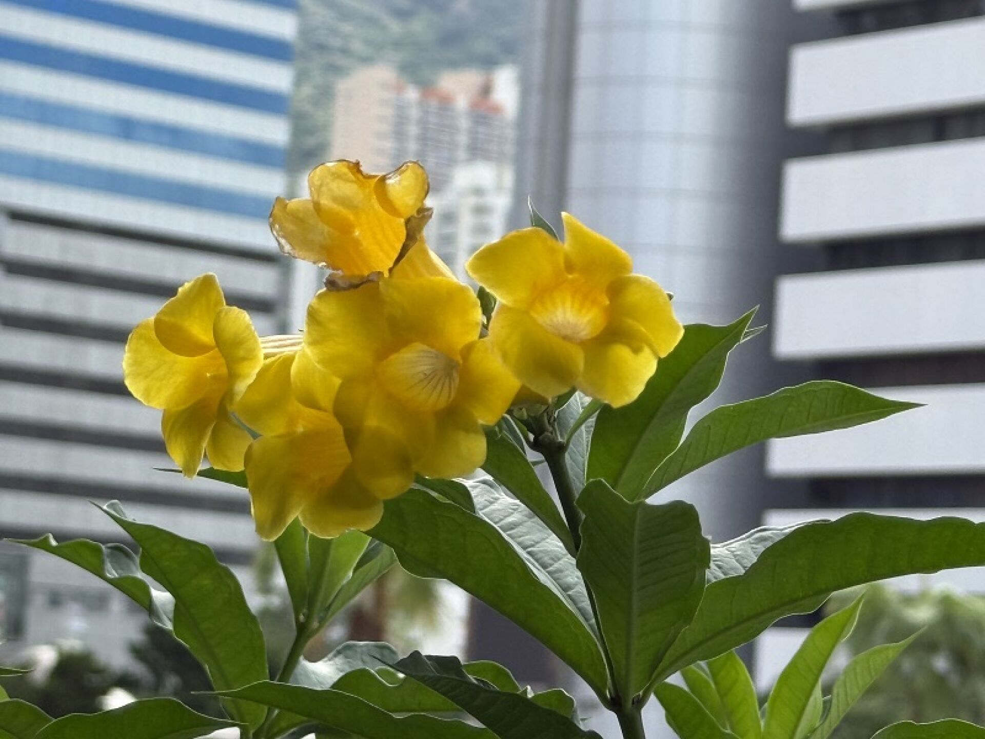 https://www.fa.gov.hk/黃蟬