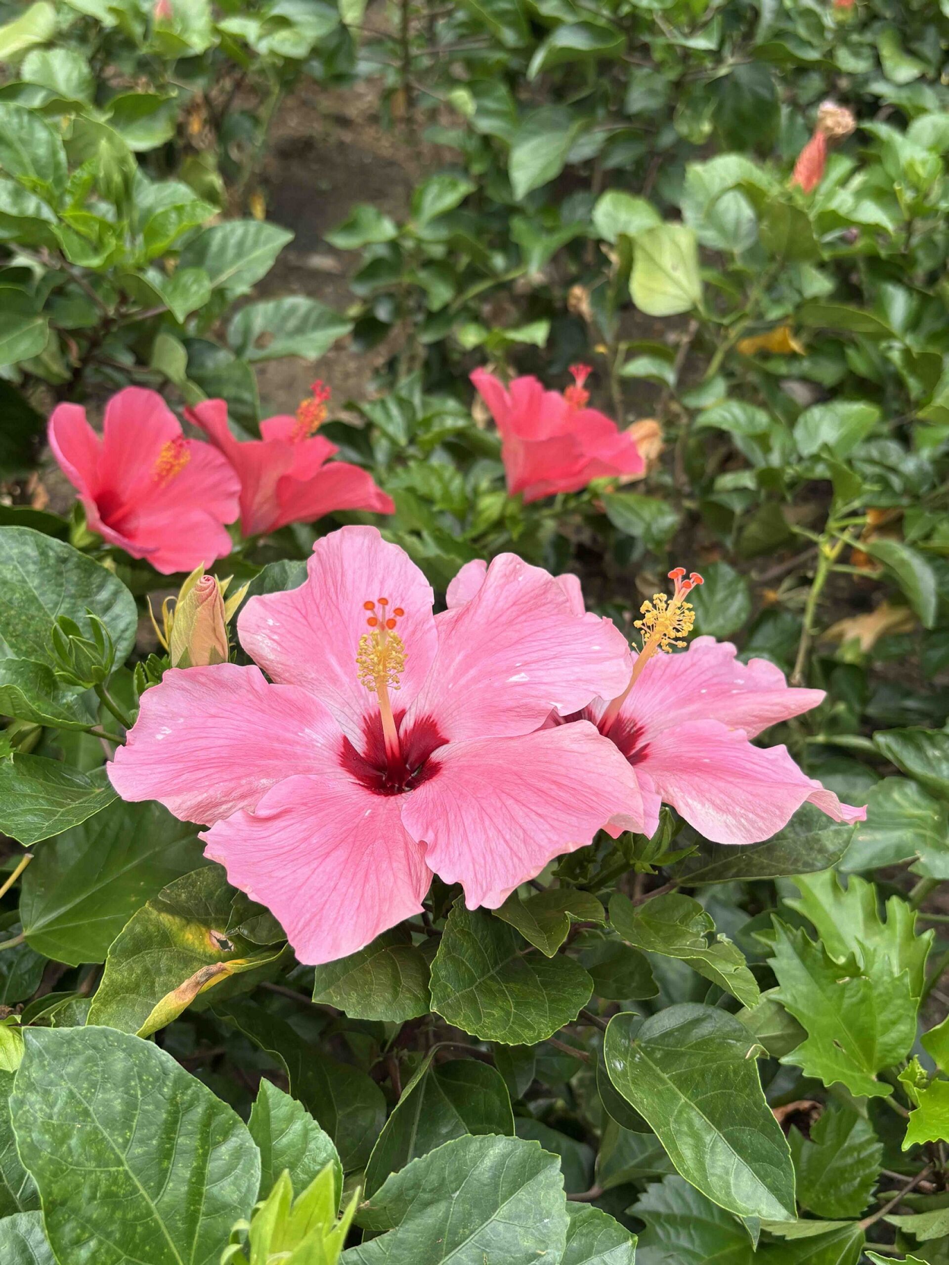 https://www.fa.gov.hk/大紅花