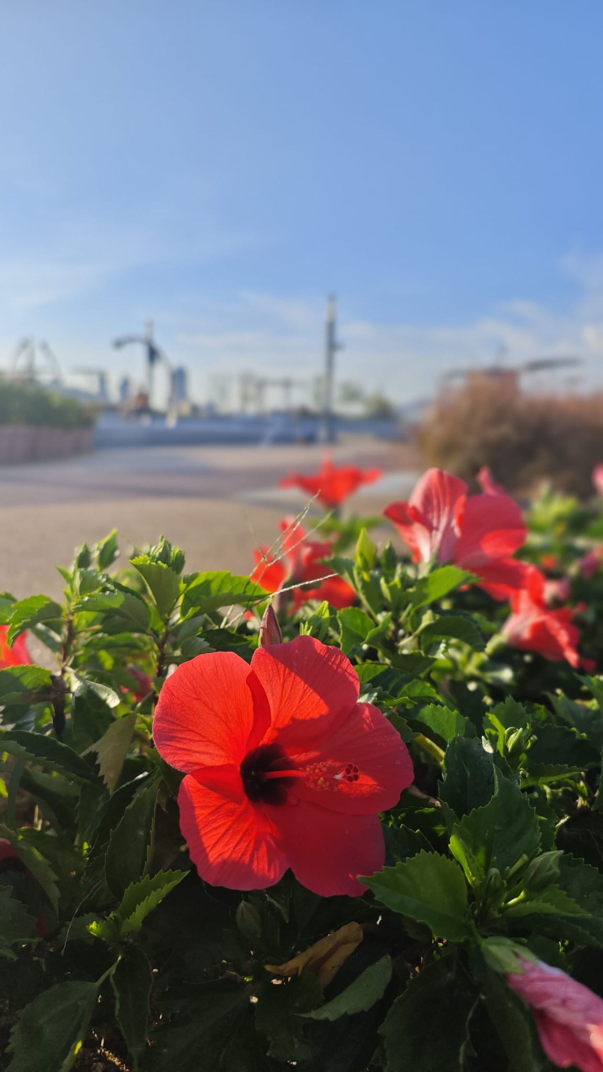 https://www.fa.gov.hk/朱槿(扶桑、大紅花)