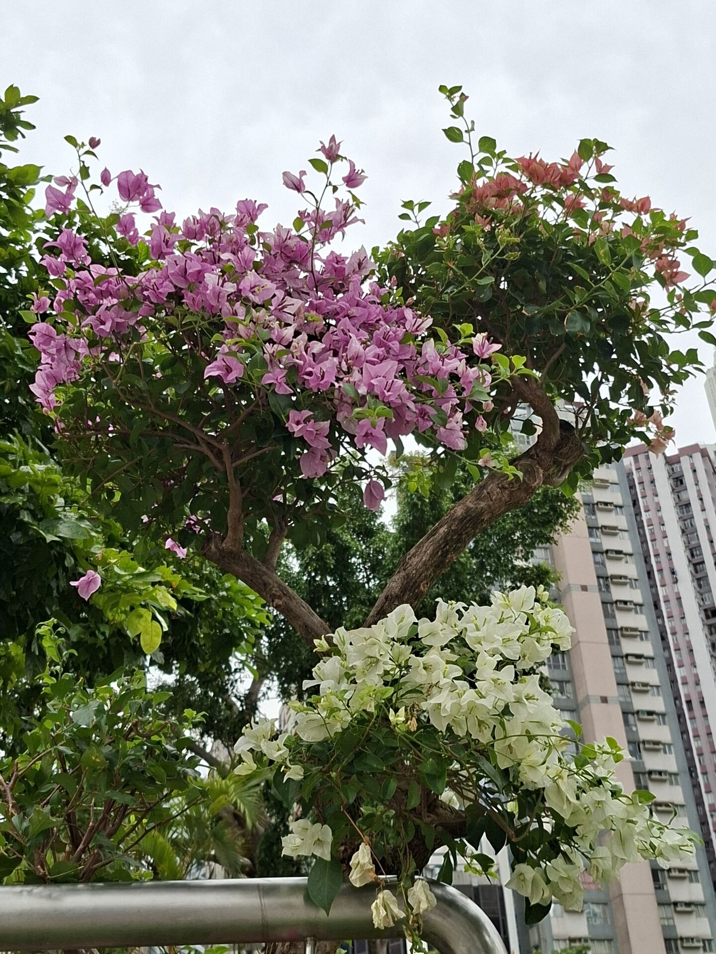 https://www.fa.gov.hk/葉子花 (簕杜鵑)