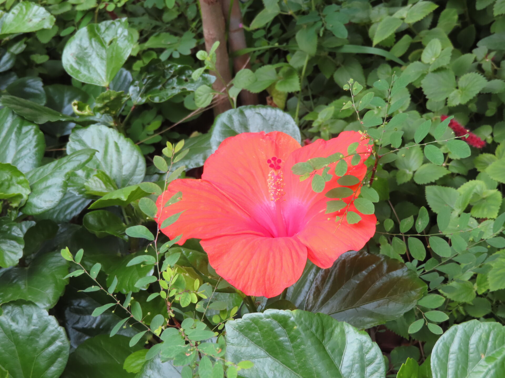 https://www.fa.gov.hk/朱槿(扶桑、大紅花)
