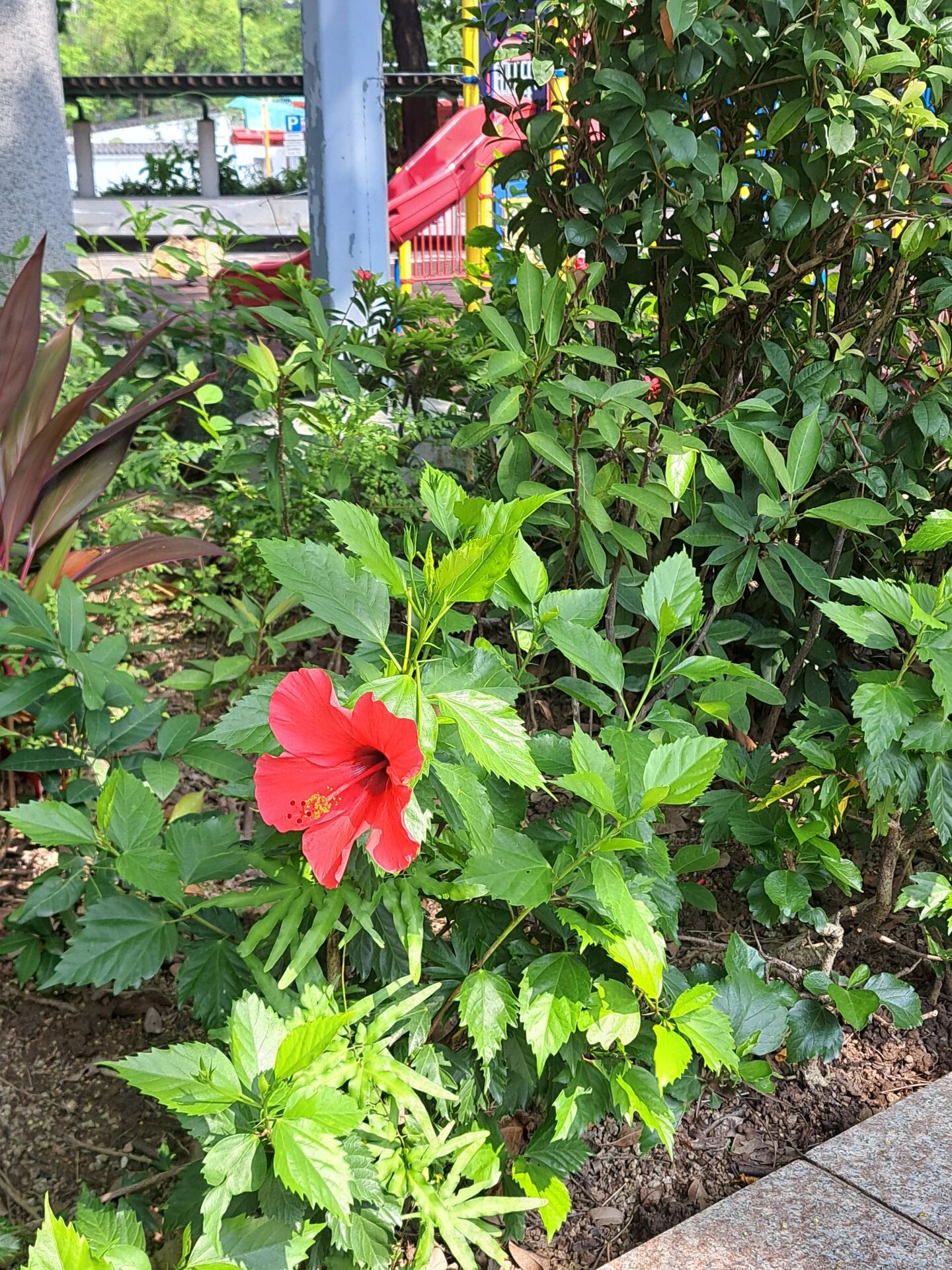 https://www.fa.gov.hk/朱槿(扶桑、大紅花)