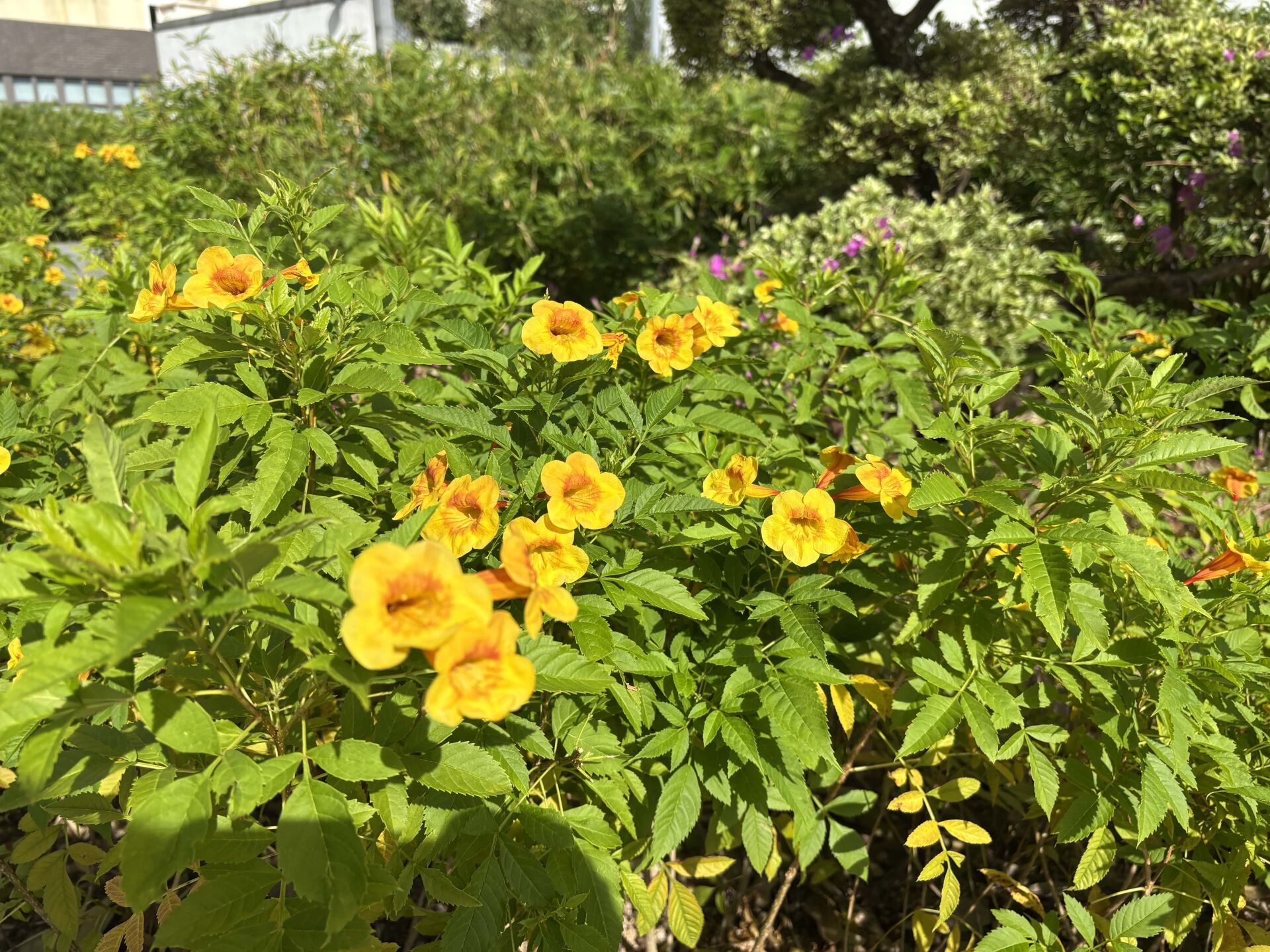 https://www.fa.gov.hk/橙鐘花