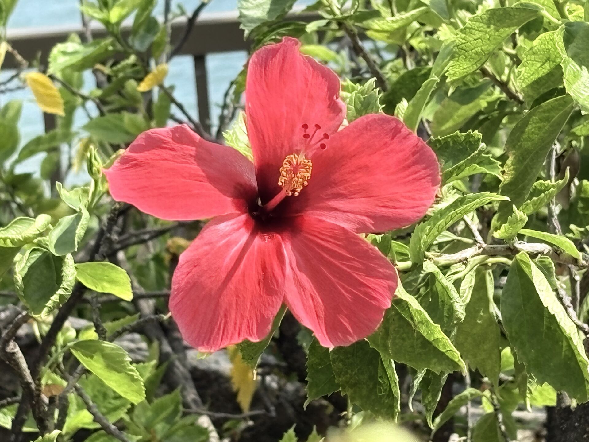 https://www.fa.gov.hk/朱槿(扶桑、大紅花)