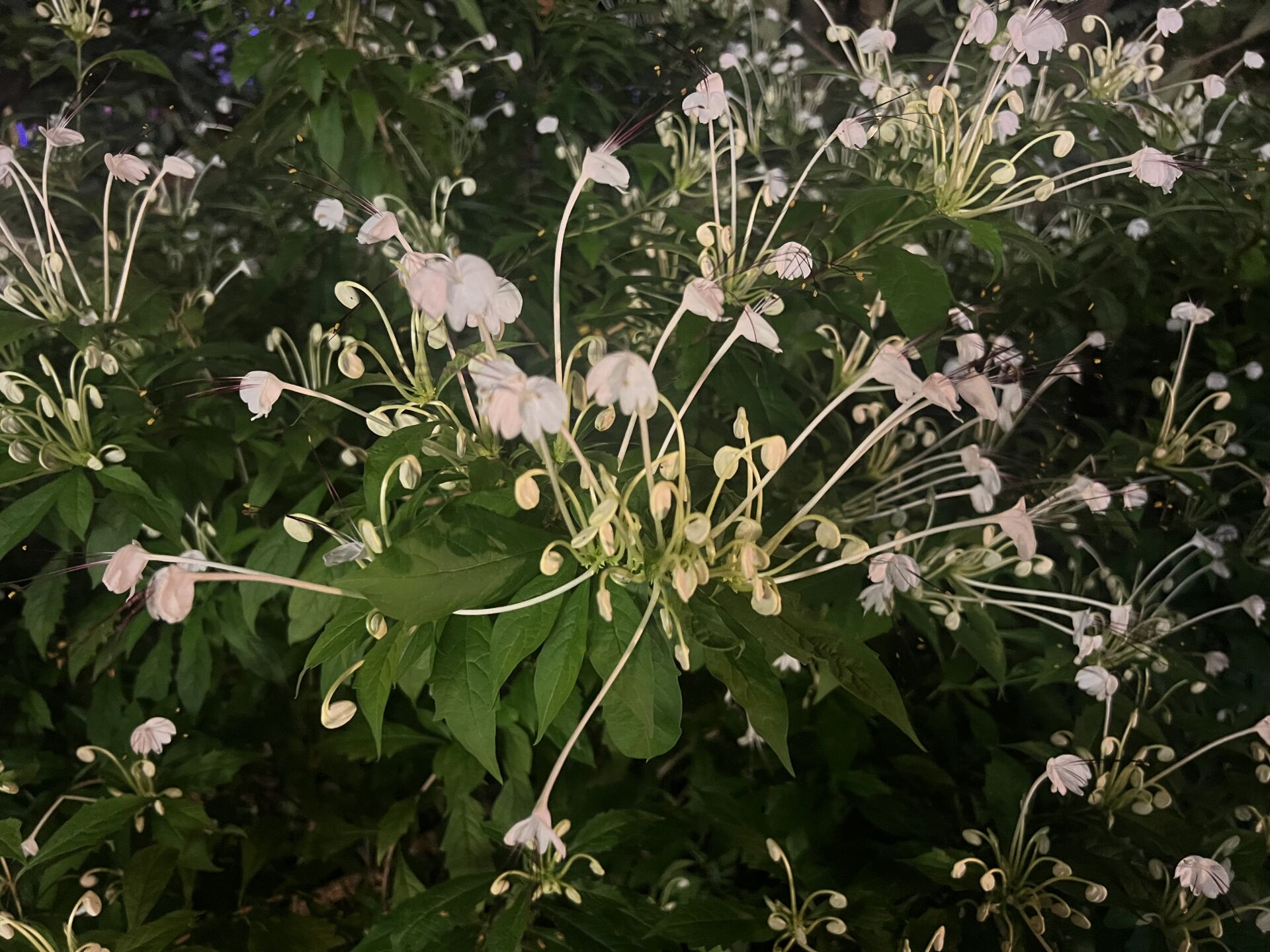https://www.fa.gov.hk/音符花
