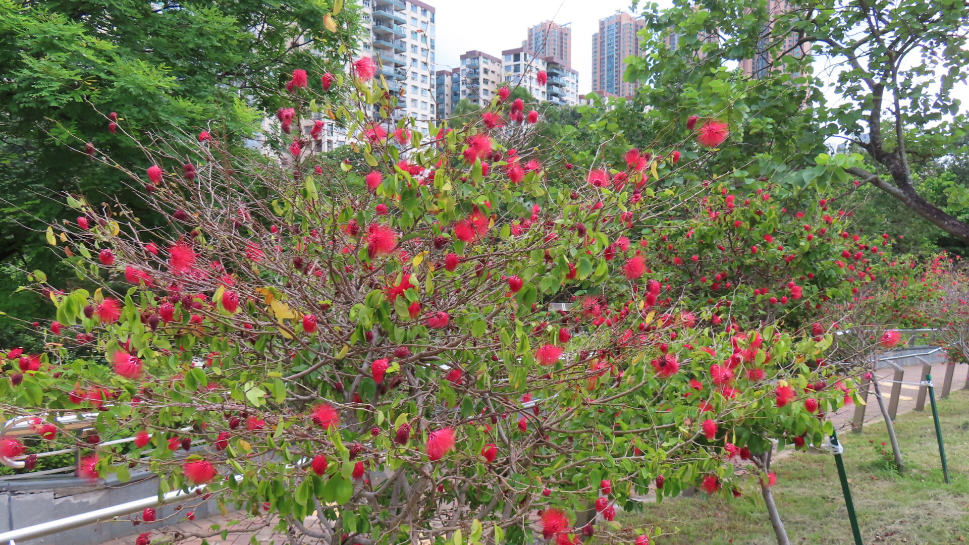 https://www.fa.gov.hk/紅粉撲花