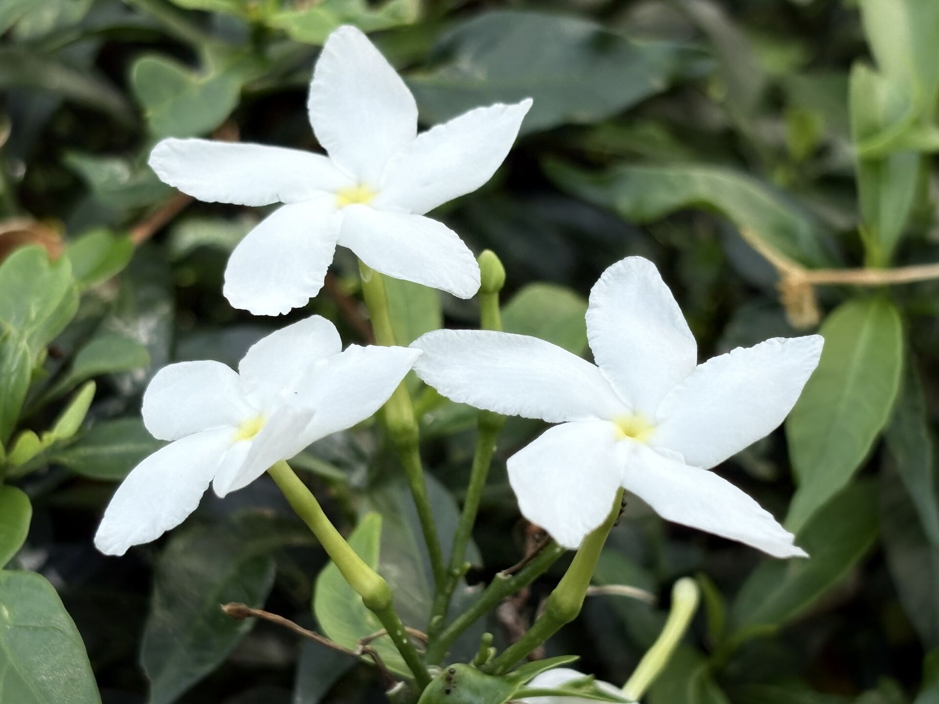 https://www.fa.gov.hk/狗牙花