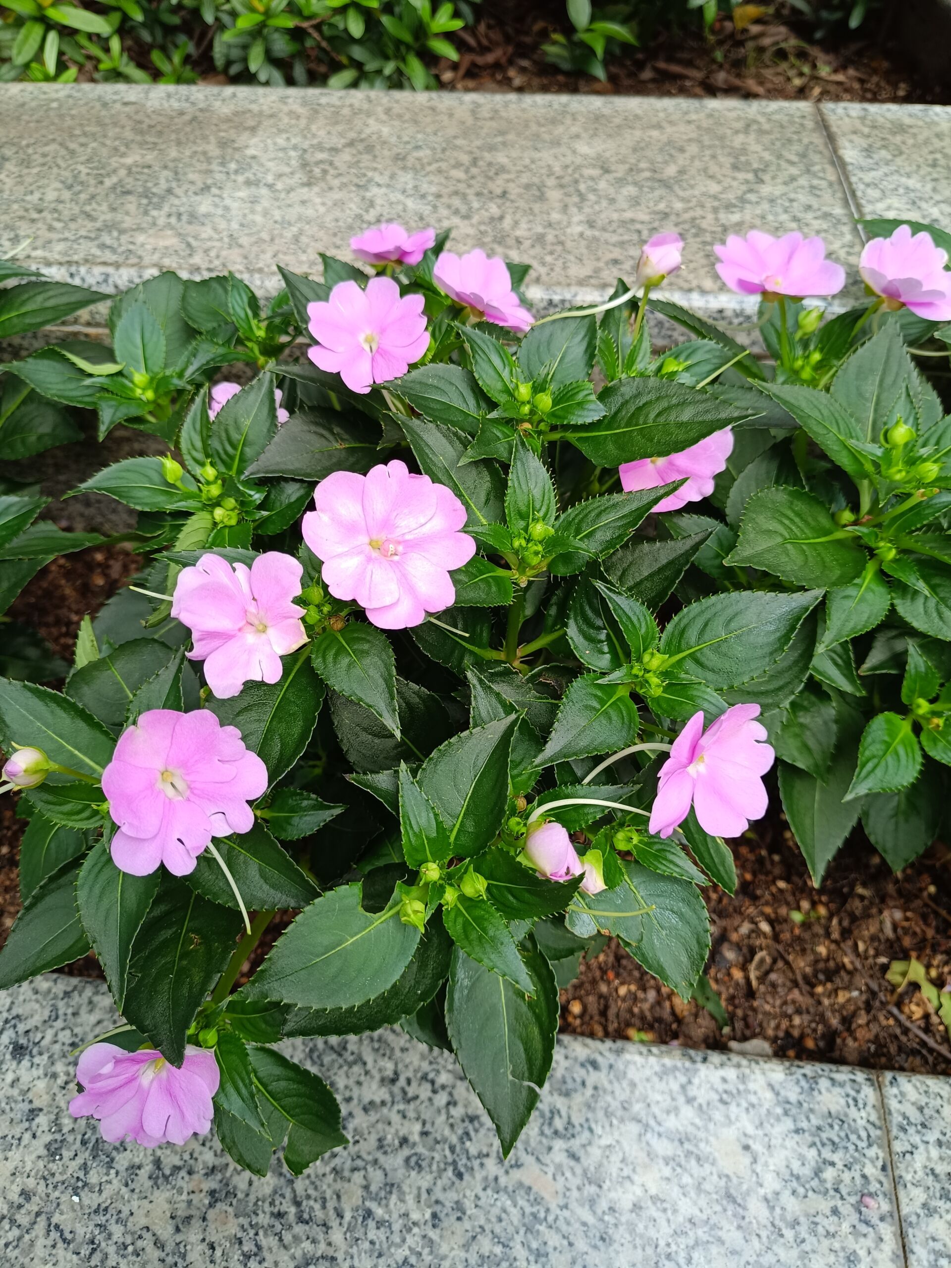 https://www.fa.gov.hk/鳳仙花