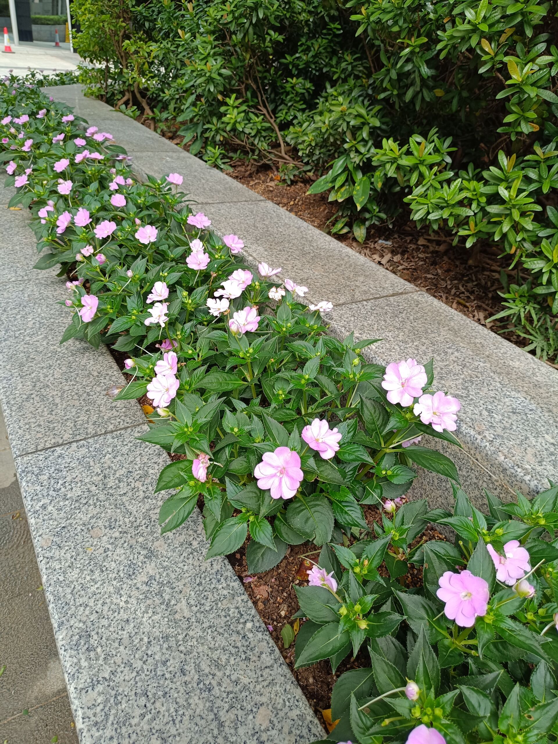 https://www.fa.gov.hk/鳳仙花