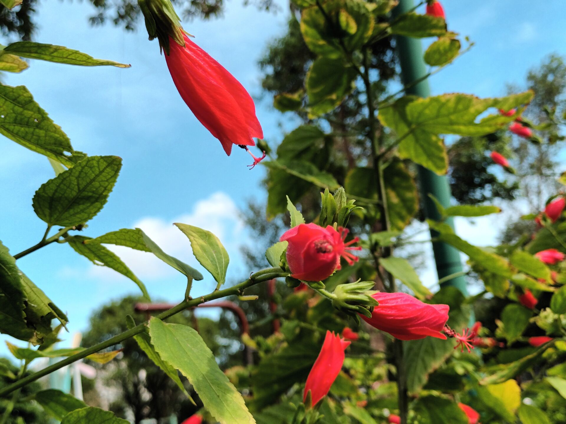 https://www.fa.gov.hk/垂花懸鈴花