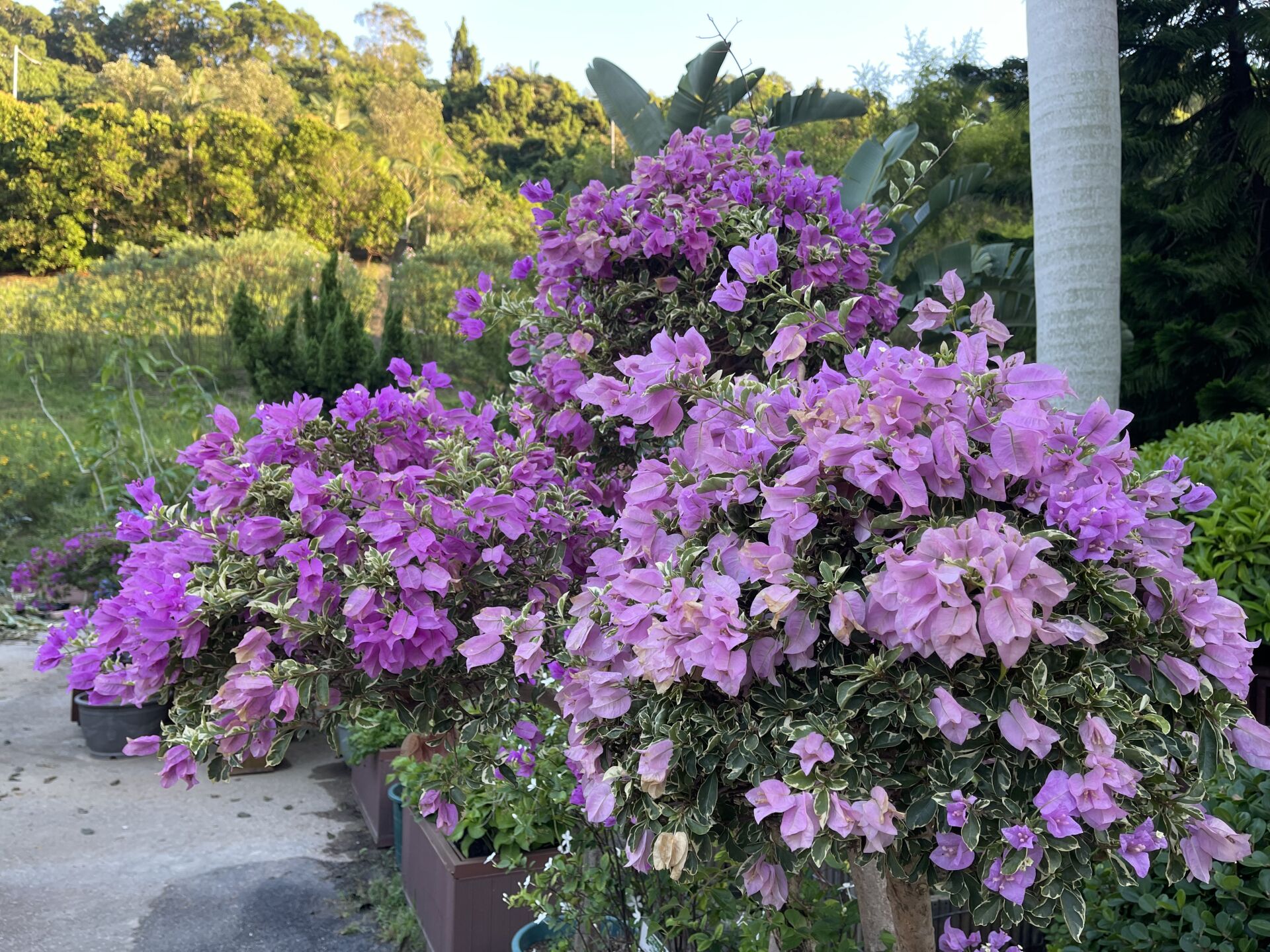 https://www.fa.gov.hk/葉子花 (簕杜鵑)