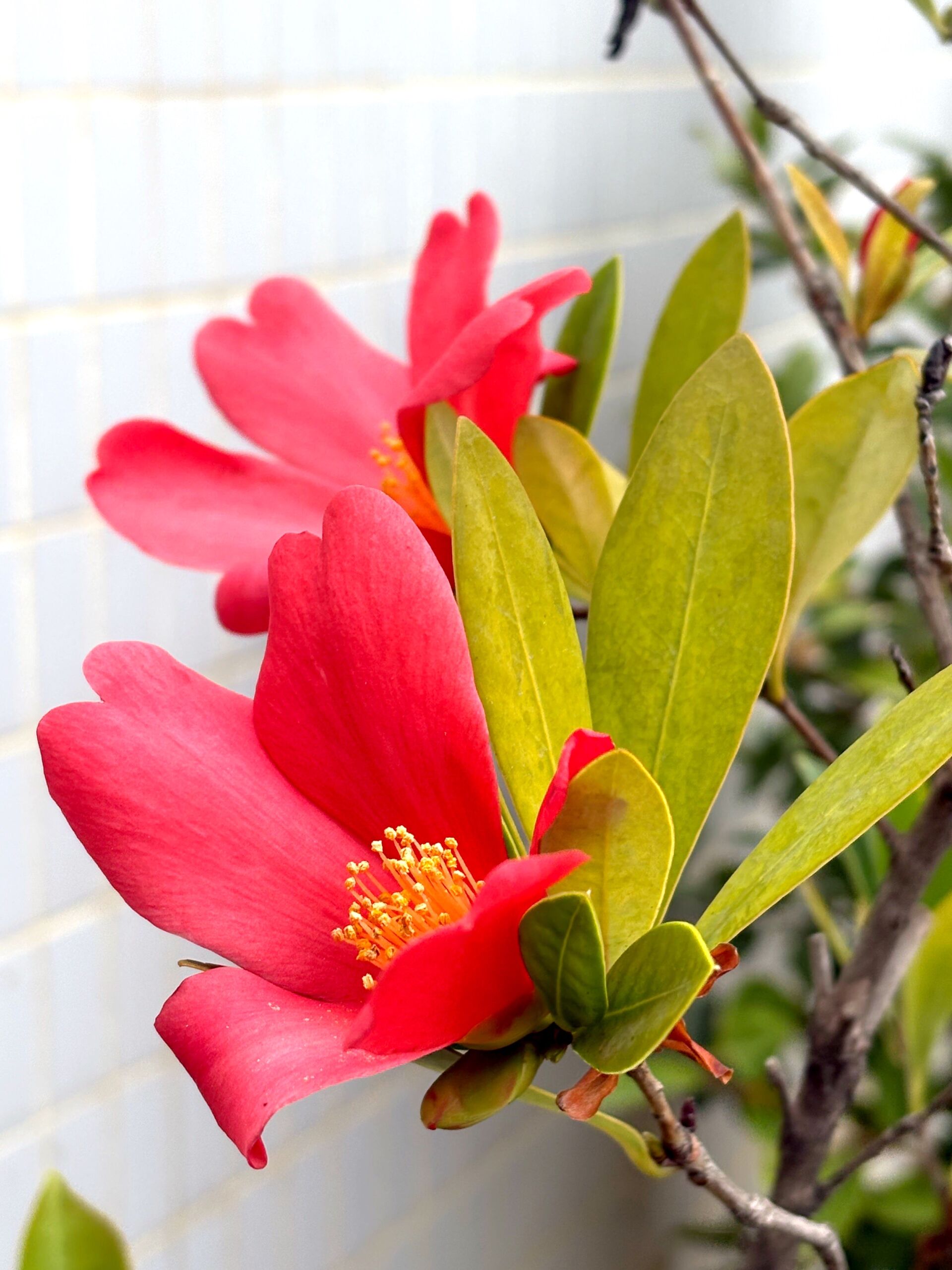https://www.fa.gov.hk/杜鵑紅山荼