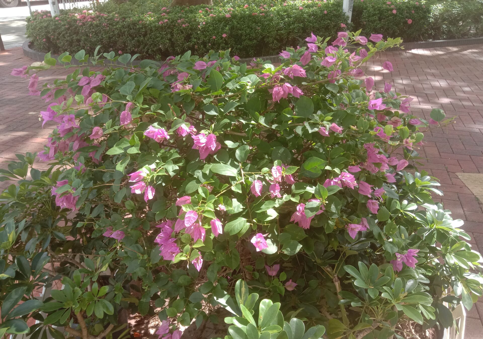 https://www.fa.gov.hk/葉子花 (簕杜鵑)
