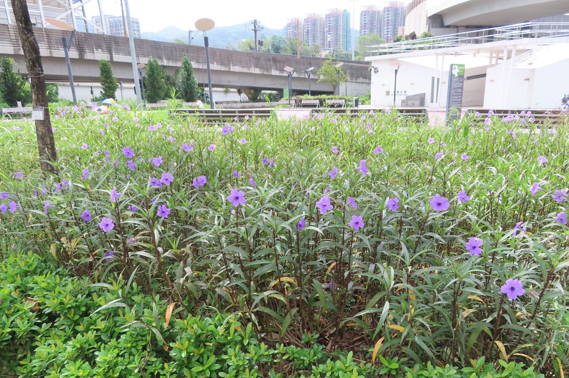 https://www.fa.gov.hk/翠蘆莉