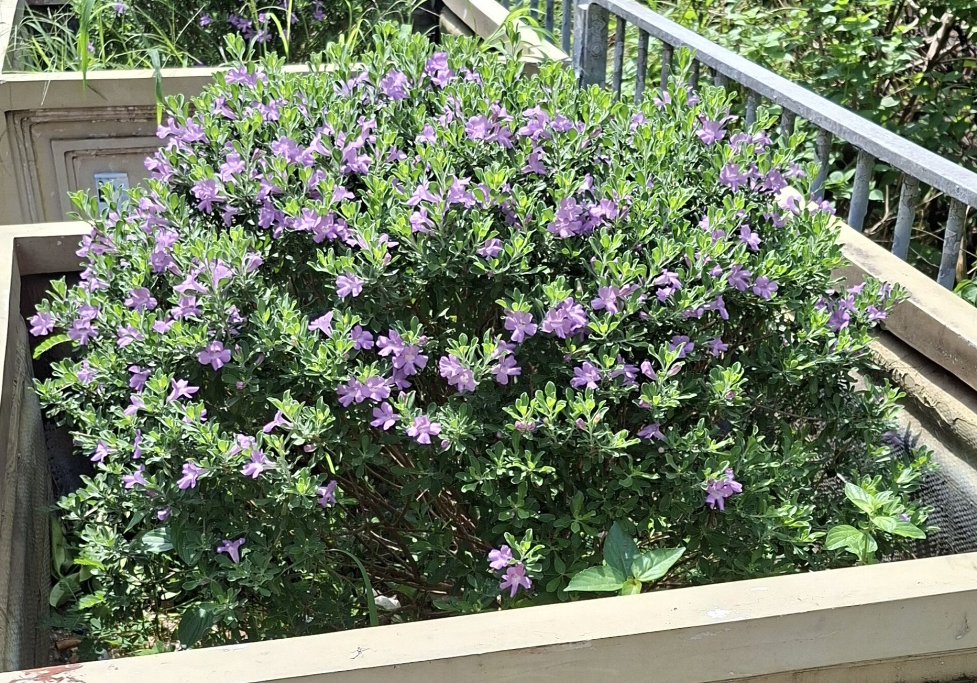 https://www.fa.gov.hk/紅花玉芙蓉