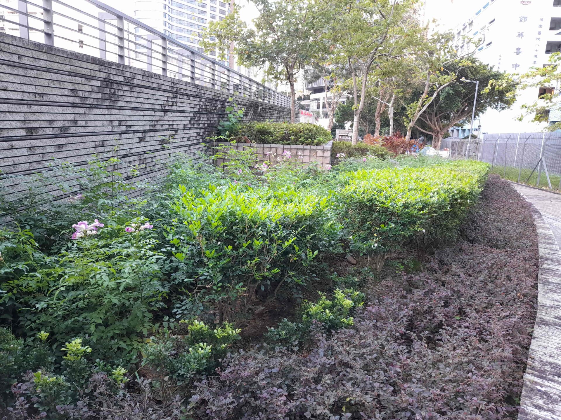 https://www.fa.gov.hk/非洲淩霄(紫雲藤)