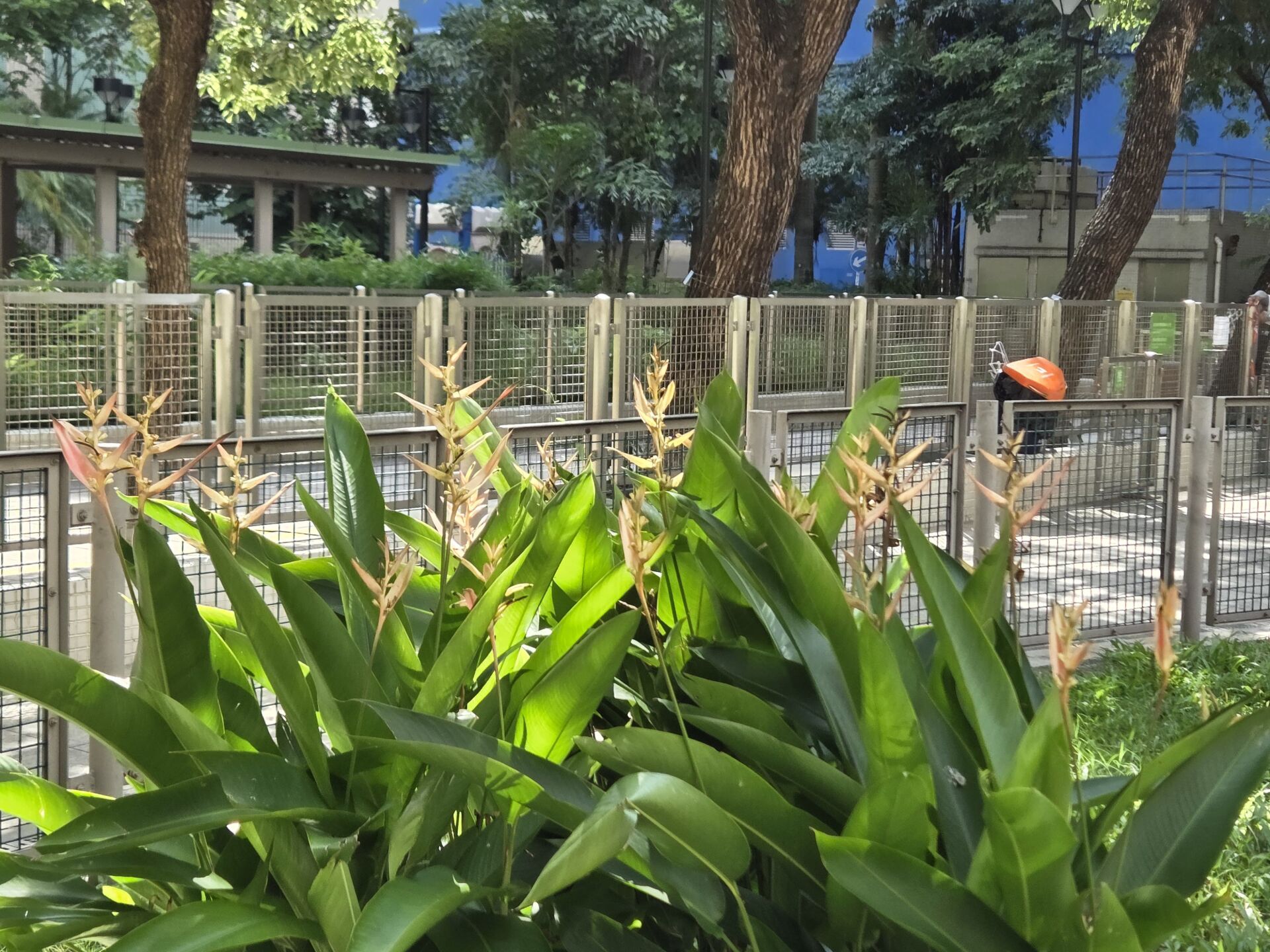 https://www.fa.gov.hk/彩虹小鳥蕉