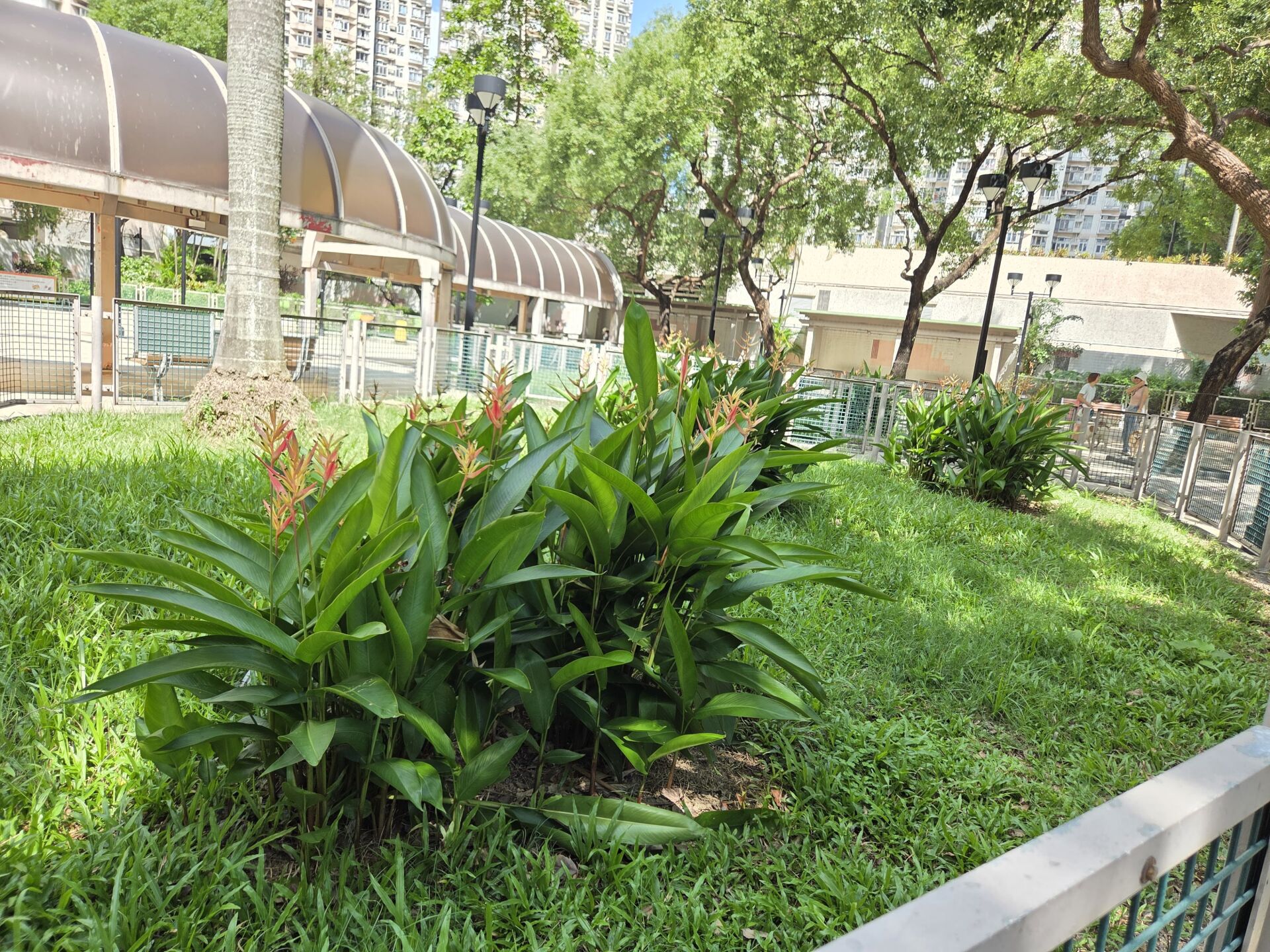 https://www.fa.gov.hk/彩虹小鳥蕉
