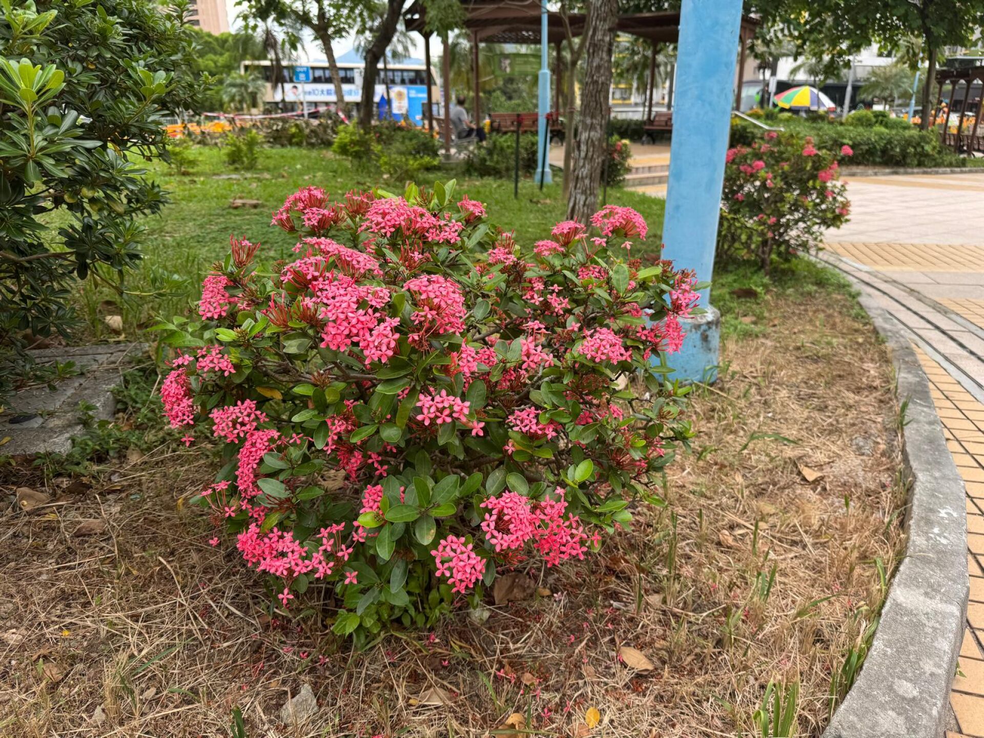 https://www.fa.gov.hk/龍船花