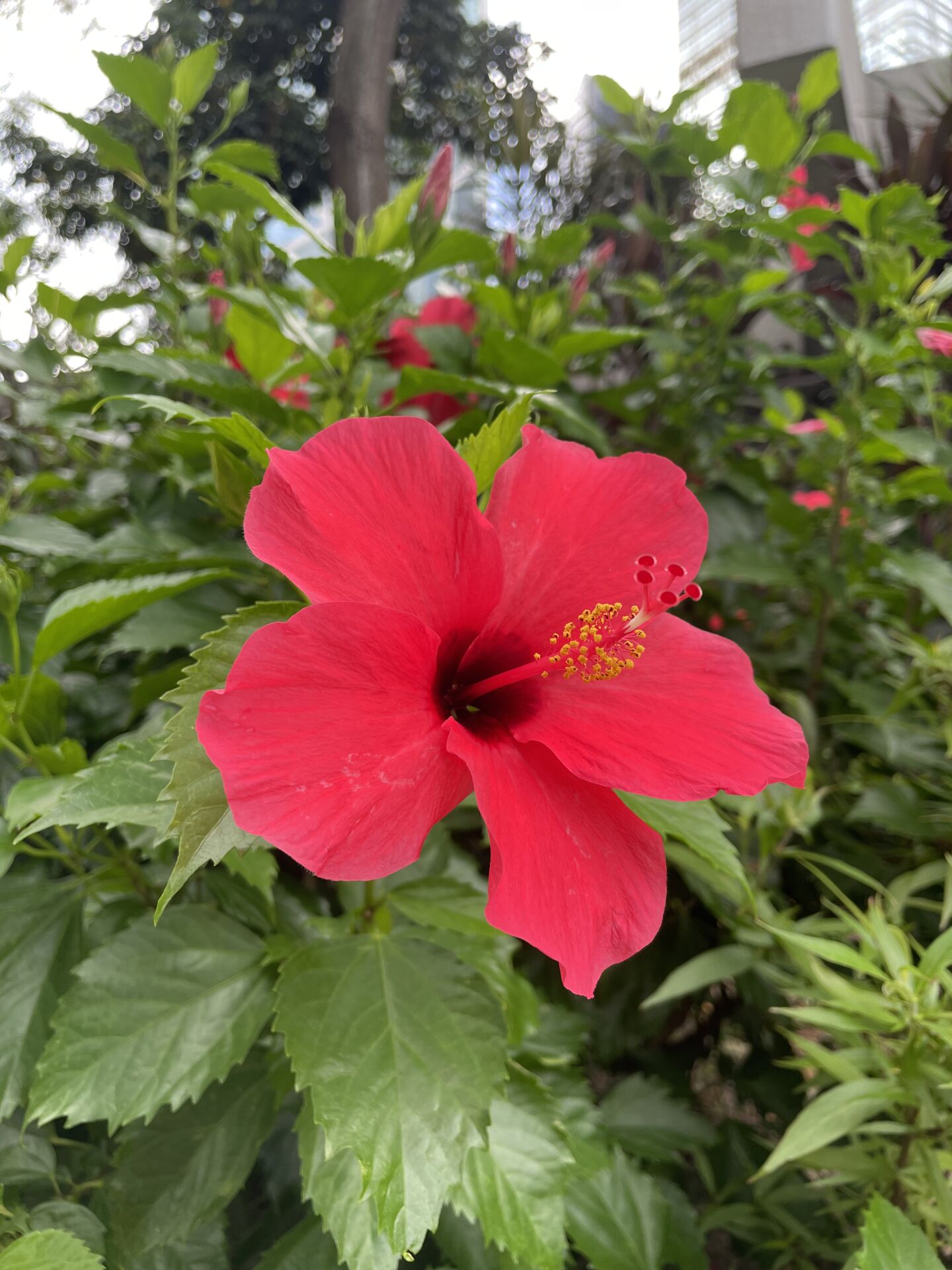 https://www.fa.gov.hk/朱槿(扶桑、大紅花)