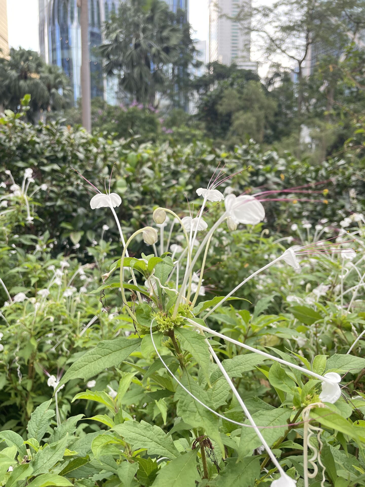 https://www.fa.gov.hk/音符花