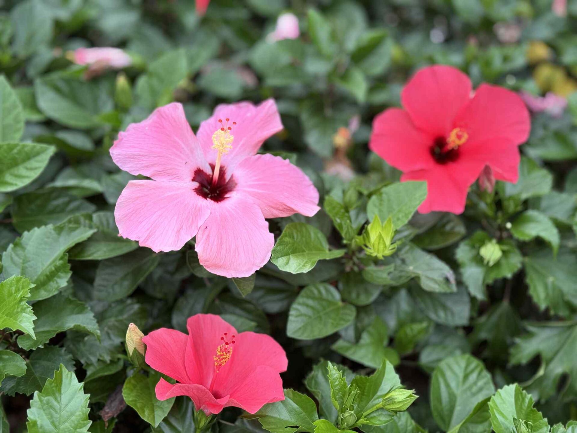 https://www.fa.gov.hk/朱槿(扶桑、大紅花)