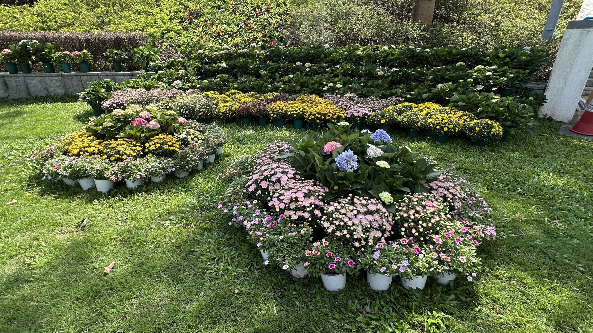 https://www.fa.gov.hk/繡球花