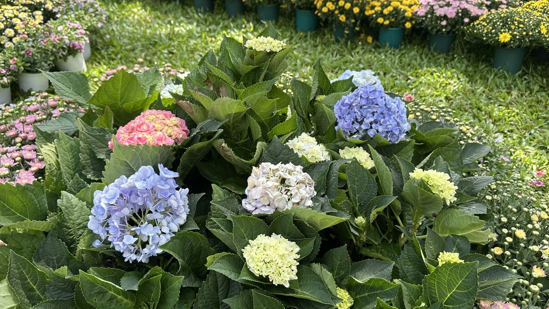 https://www.fa.gov.hk/繡球花