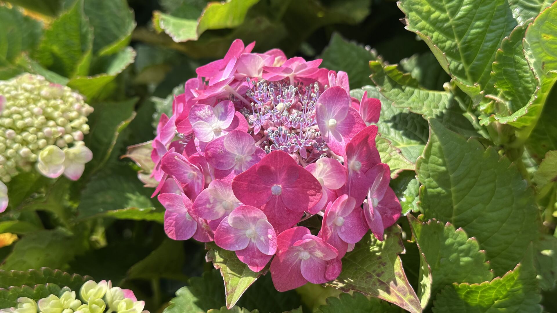 https://www.fa.gov.hk/繡球花