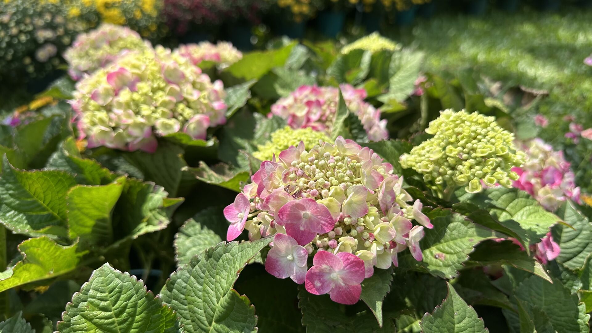 https://www.fa.gov.hk/繡球花