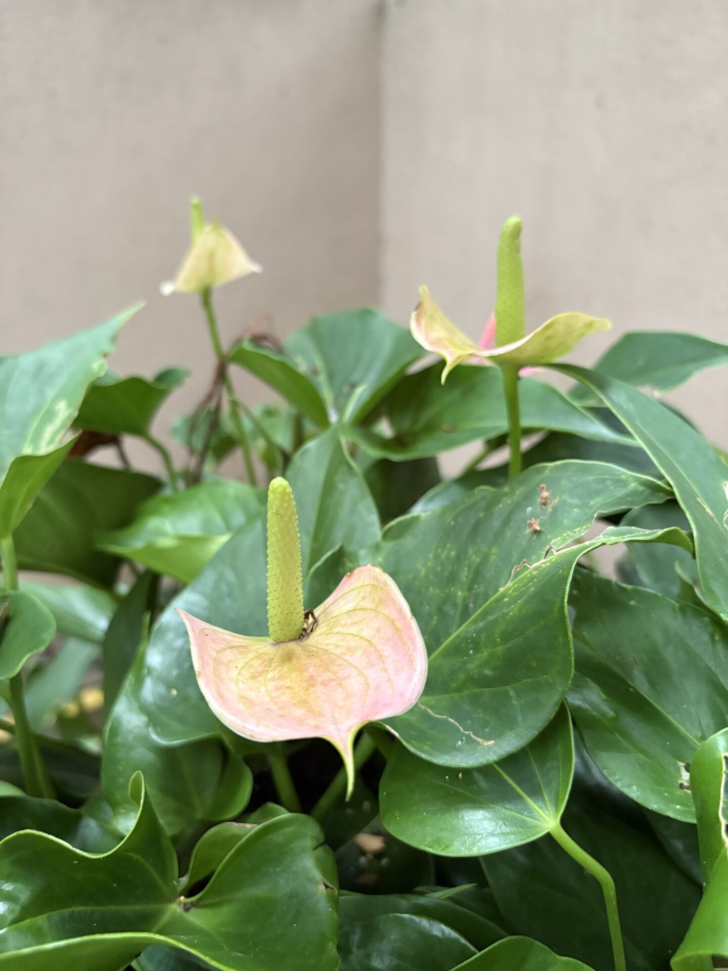 https://www.fa.gov.hk/火鶴花