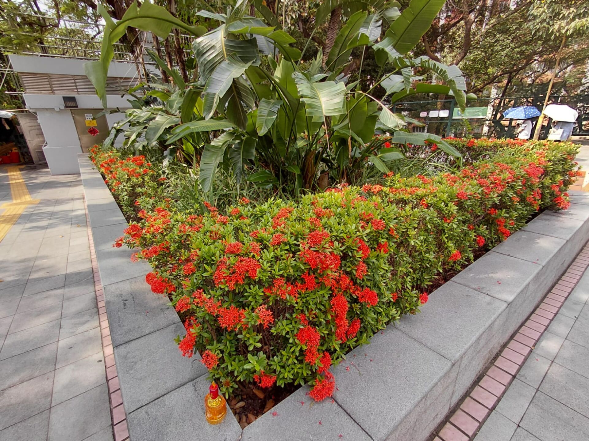 https://www.fa.gov.hk/龍船花