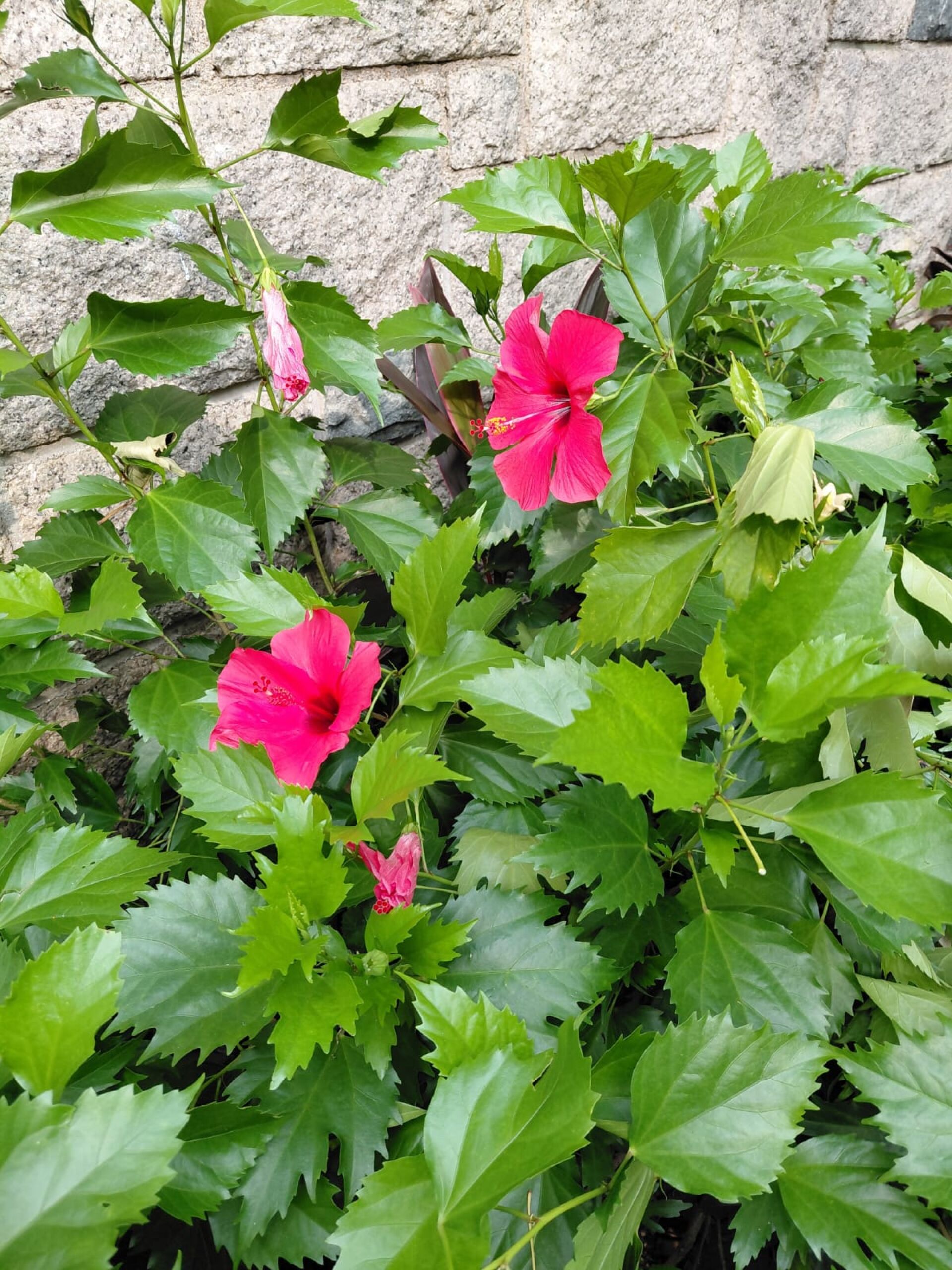 https://www.fa.gov.hk/朱槿(扶桑、大紅花)