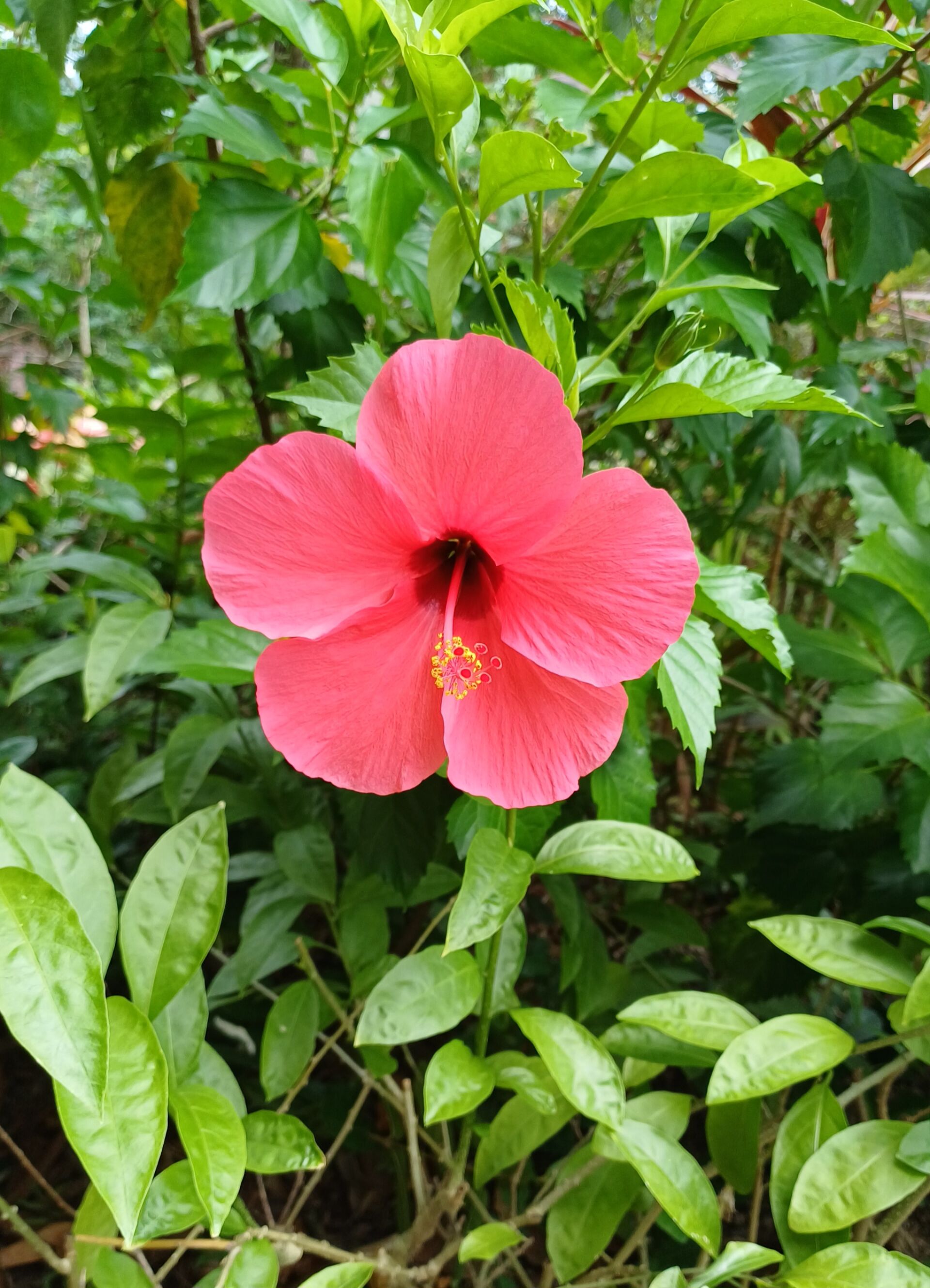 https://www.fa.gov.hk/朱槿(扶桑、大紅花)