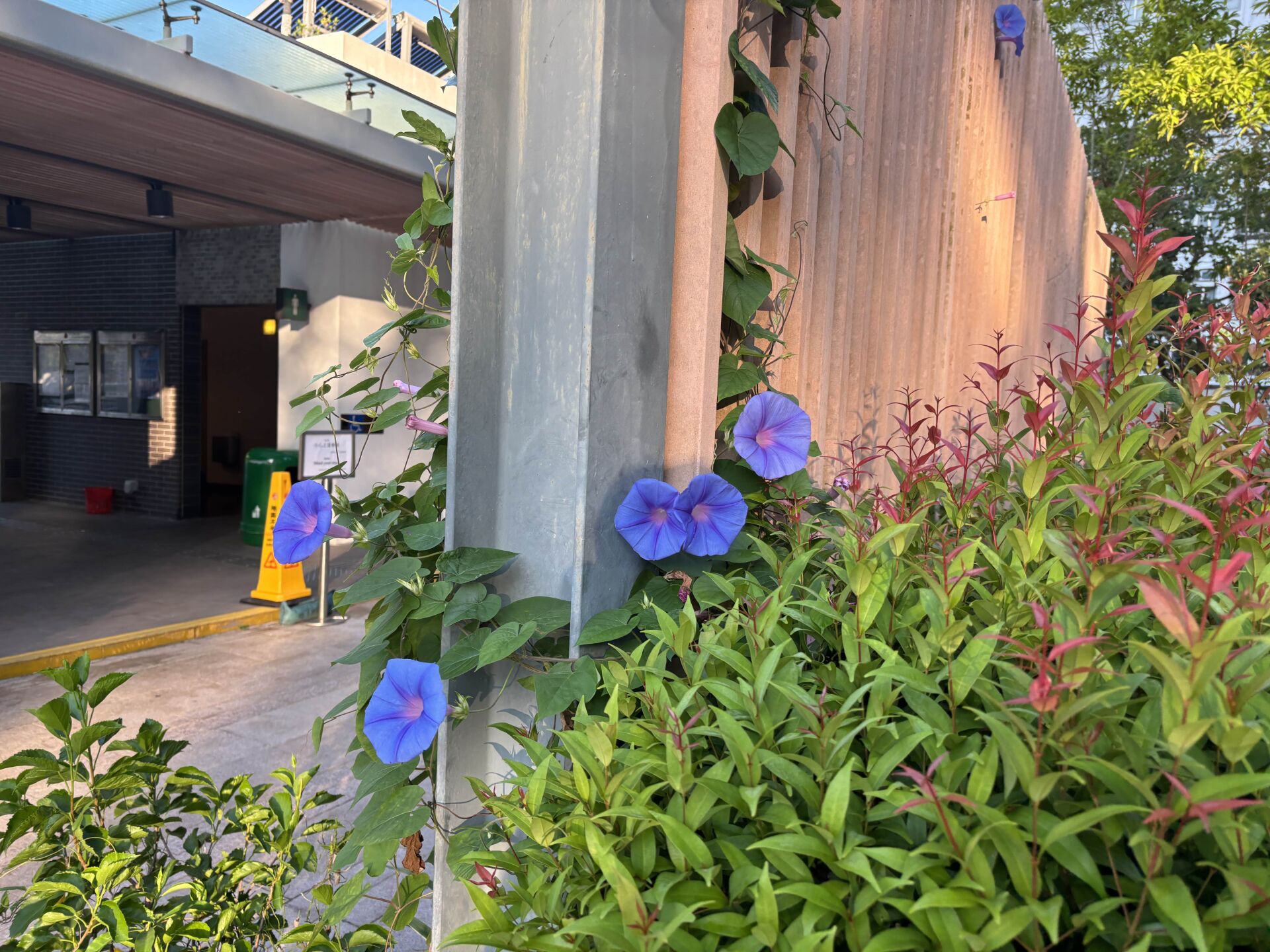 https://www.fa.gov.hk/變色牽牛