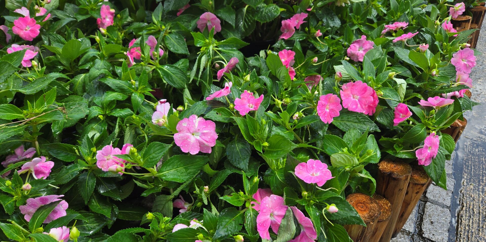 https://www.fa.gov.hk/鳳仙花